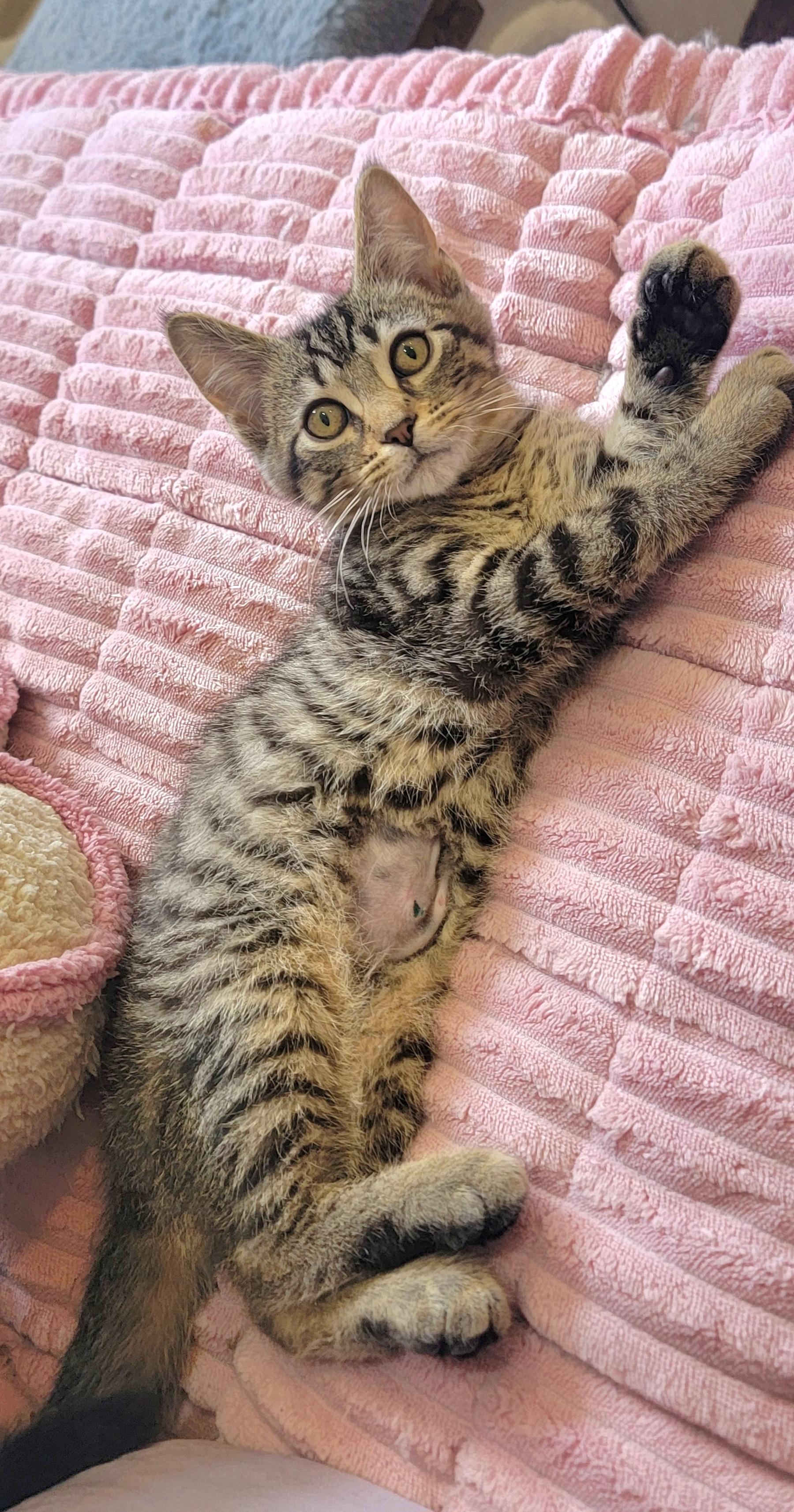 Zane, a ADOPTABLE Tabby in Wyandotte, MI image 4/6