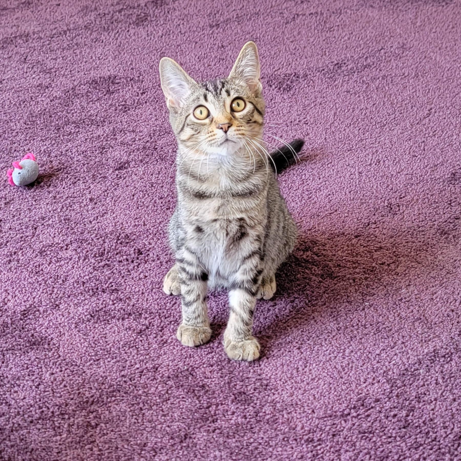 Zane, ADOPTABLE, Kitten Male Tabby.