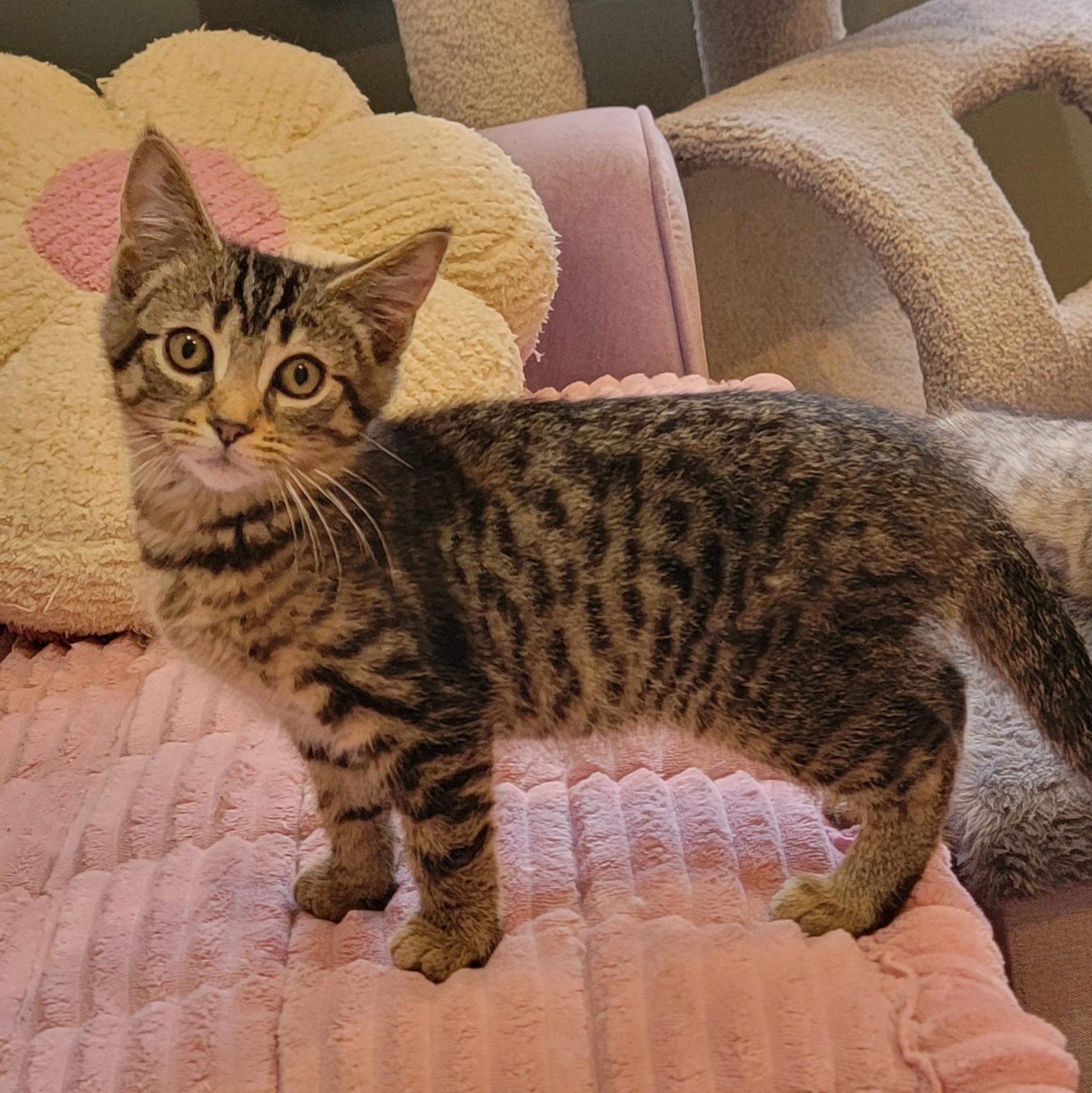 Zane, a ADOPTABLE Tabby in Wyandotte, MI image 3/6