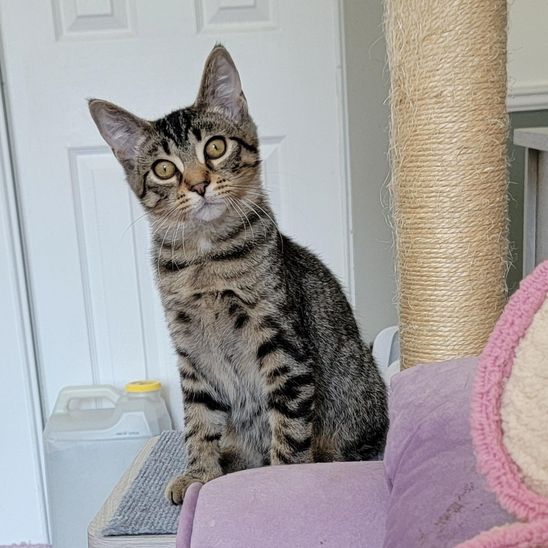 Zane, a ADOPTABLE Tabby in Wyandotte, MI image 5/5