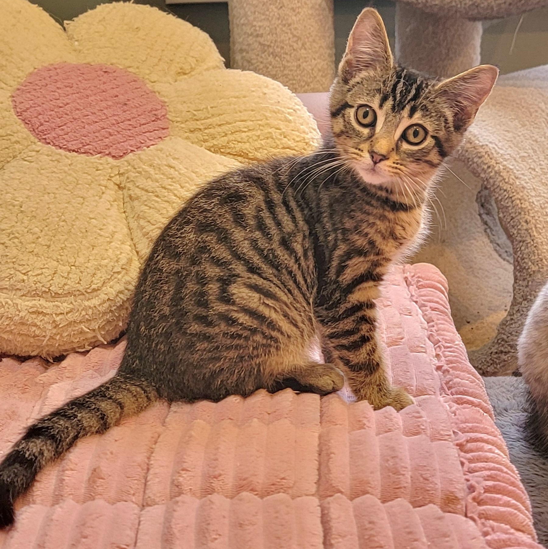 Zane, a ADOPTABLE Tabby in Wyandotte, MI image 5/6