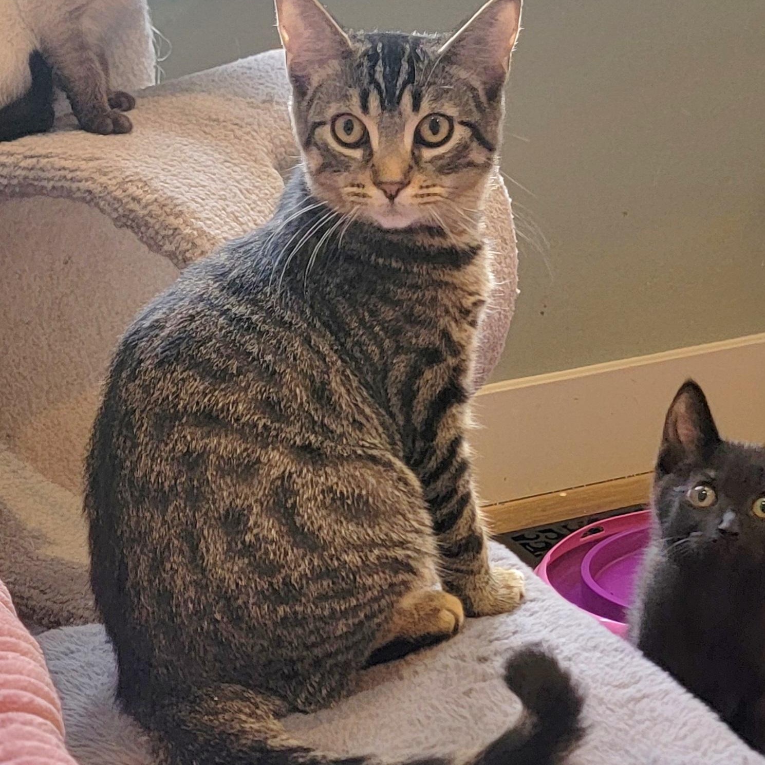 Zane, a ADOPTABLE Tabby in Wyandotte, MI image 3/6