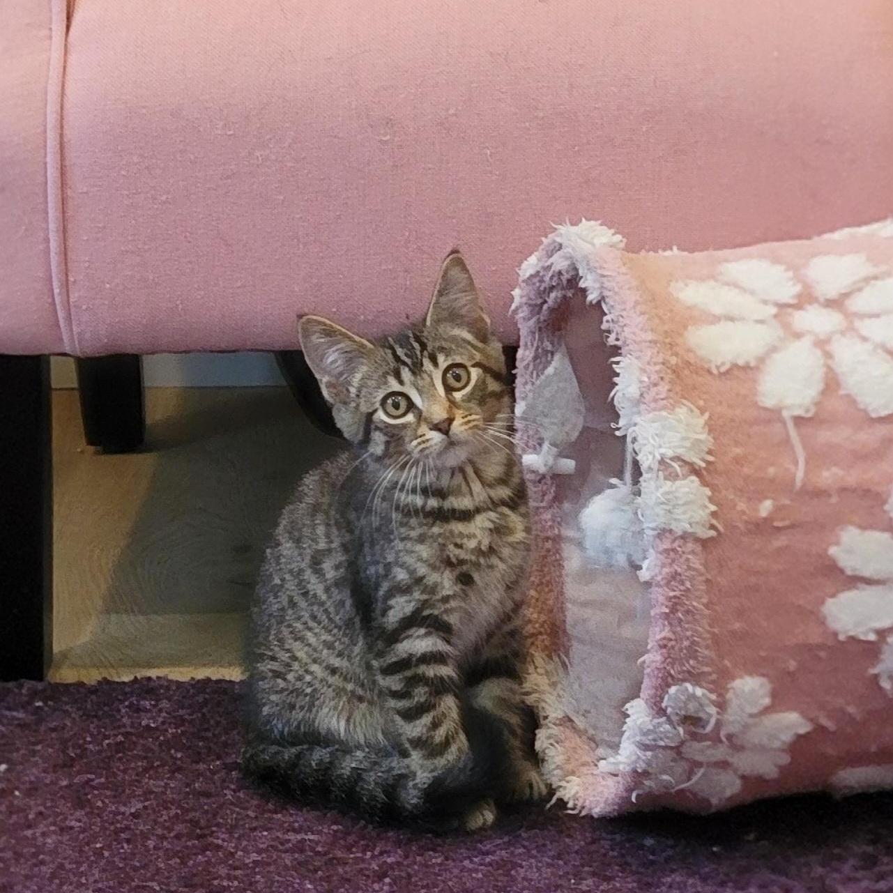 Zane, ADOPTABLE, Kitten Male Tabby.