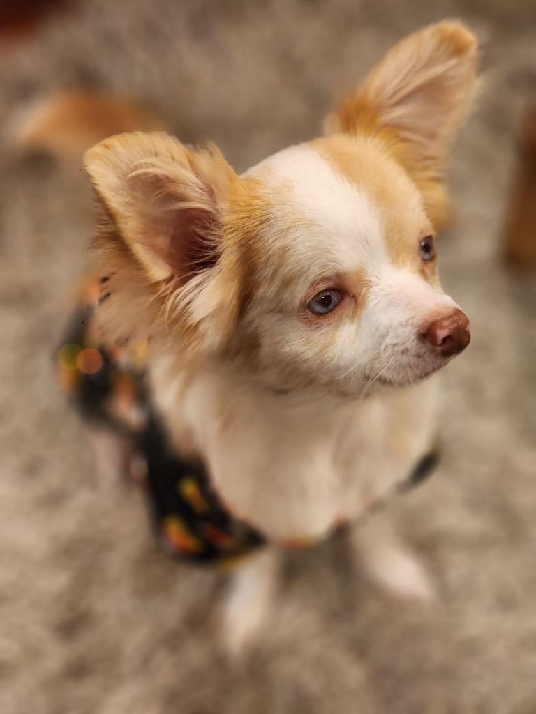 Pickles, Adopted, Adult Male Chihuahua.