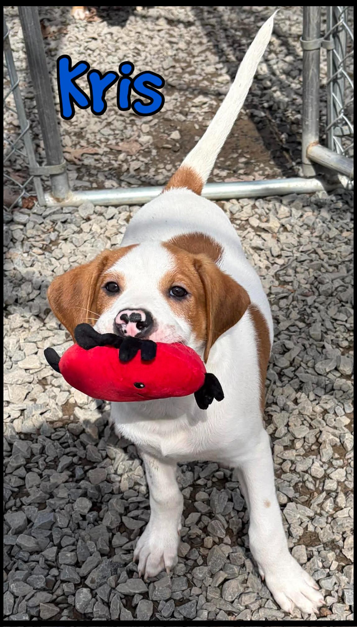 Kris, ADOPTABLE, Puppy Male Labrador Retriever & American Bulldog.