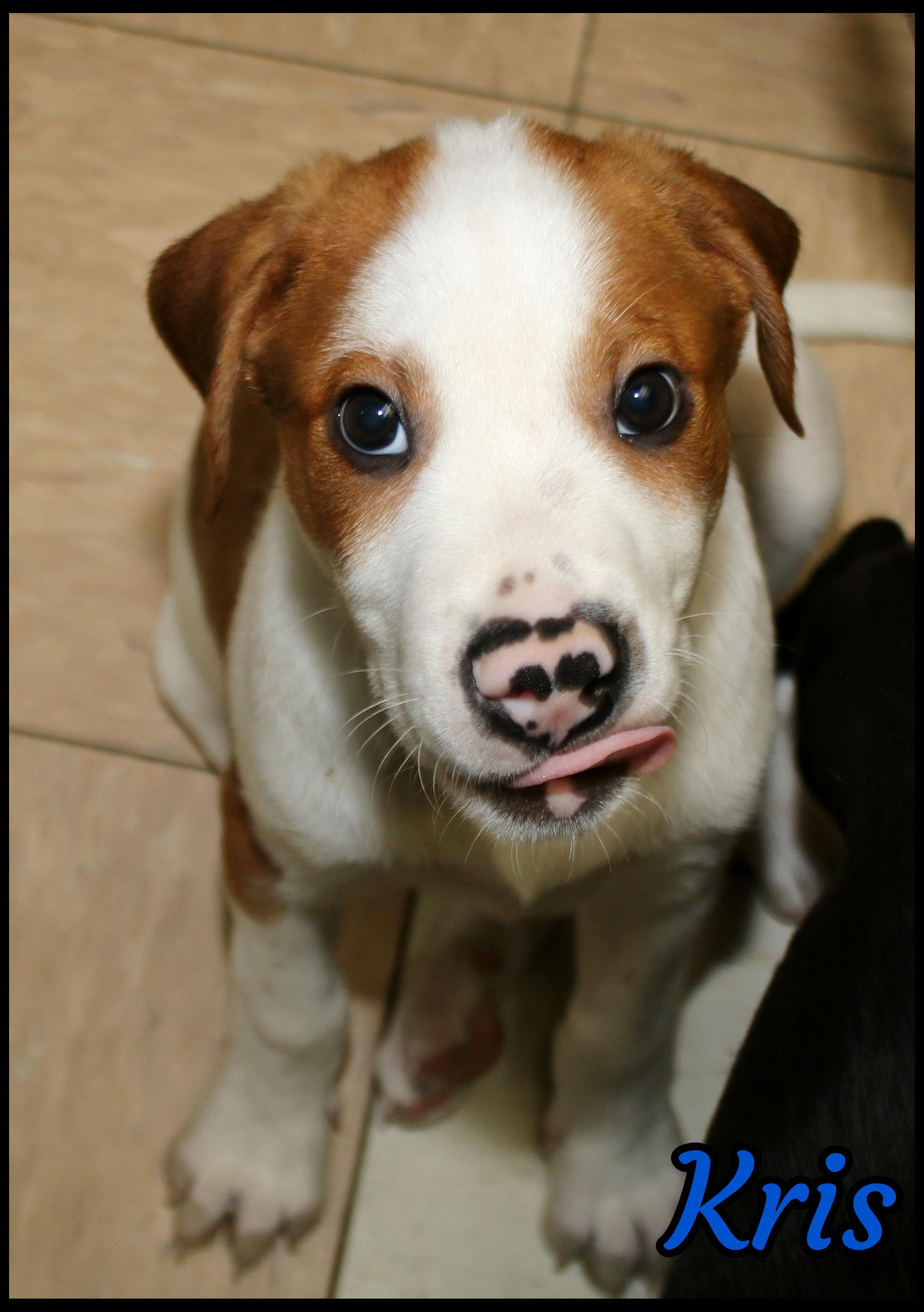 Enlarge Kris, a ADOPTABLE mixed breed in Shippenville, PA image 2/6