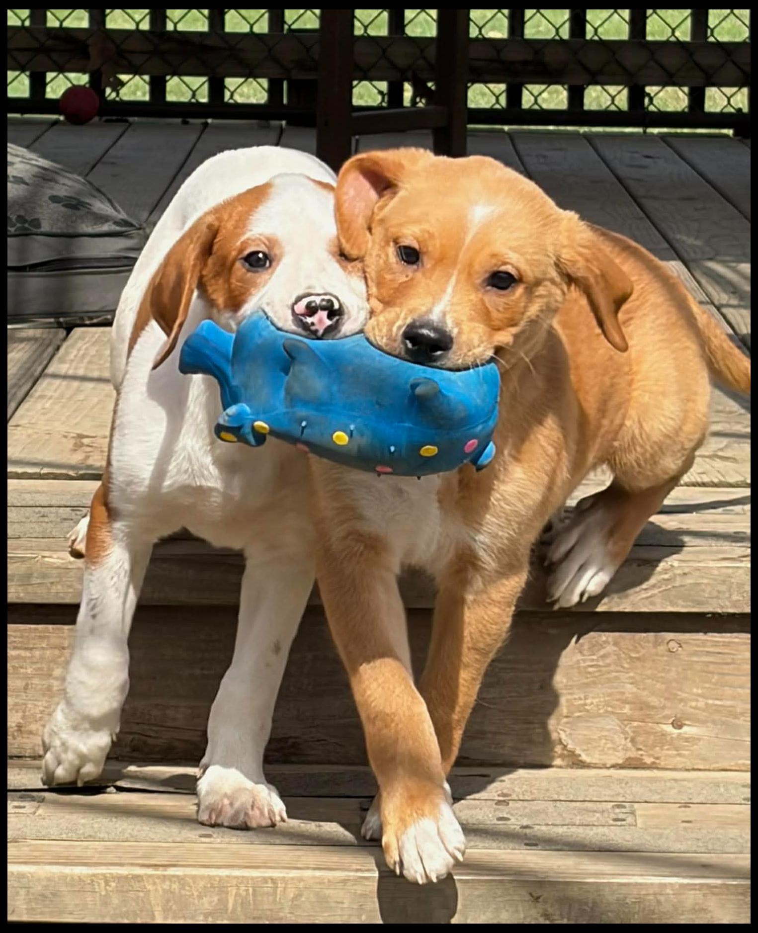 Enlarge Kris, a ADOPTABLE mixed breed in Shippenville, PA image 4/6