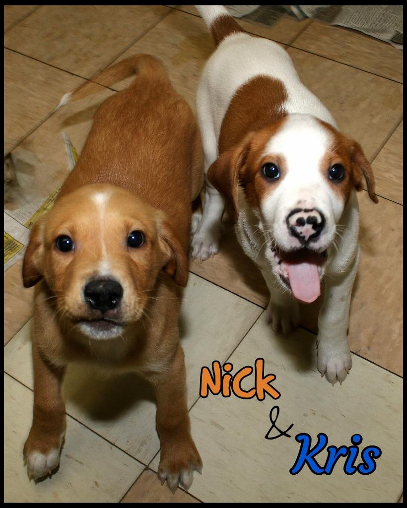 Enlarge Kris, a ADOPTABLE mixed breed in Shippenville, PA image 6/6