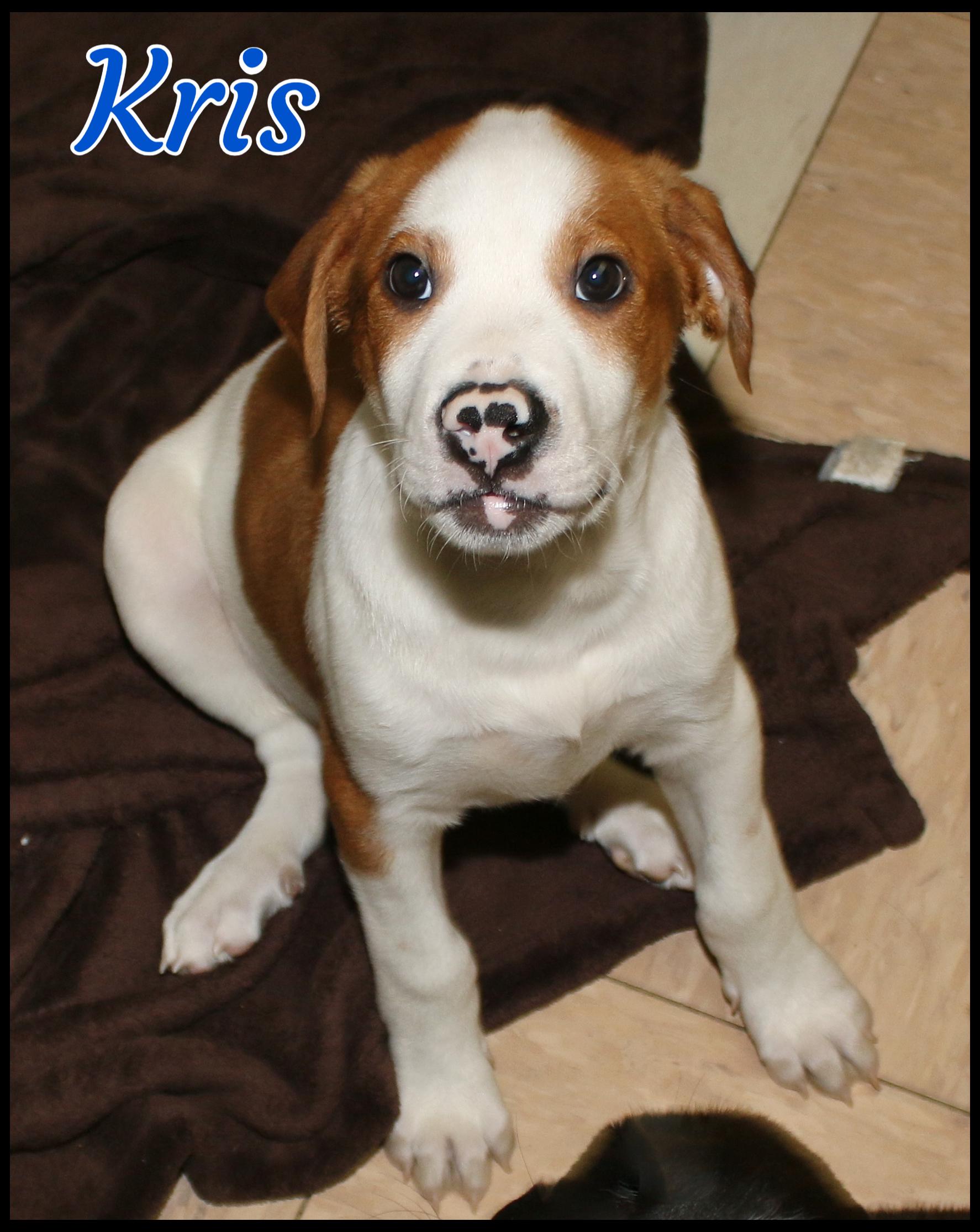 Enlarge Kris, a ADOPTABLE mixed breed in Shippenville, PA image 5/6