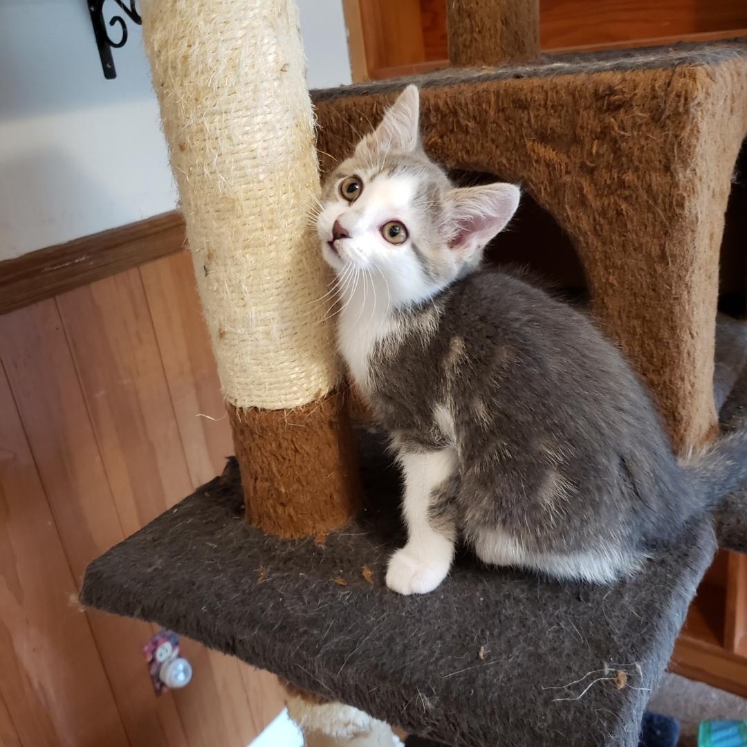 Pearl, ADOPTABLE, Young Female American Shorthair.