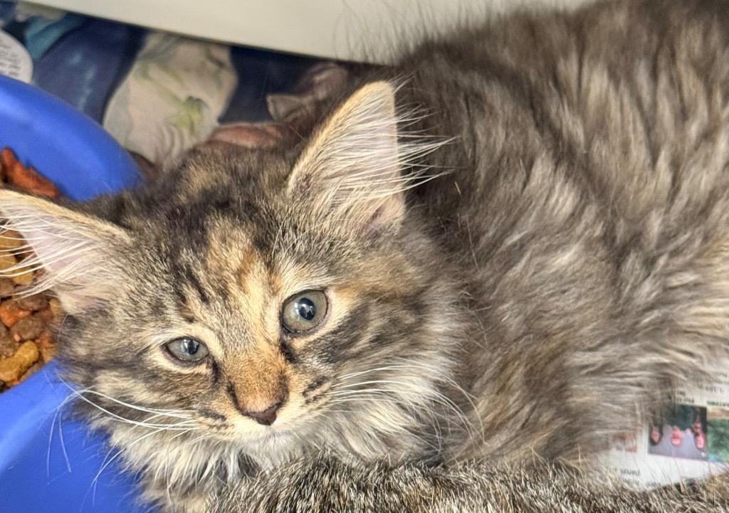 Enlarge Jeannette, a Adoptable mixed breed in North Vernon, IN image 1/1