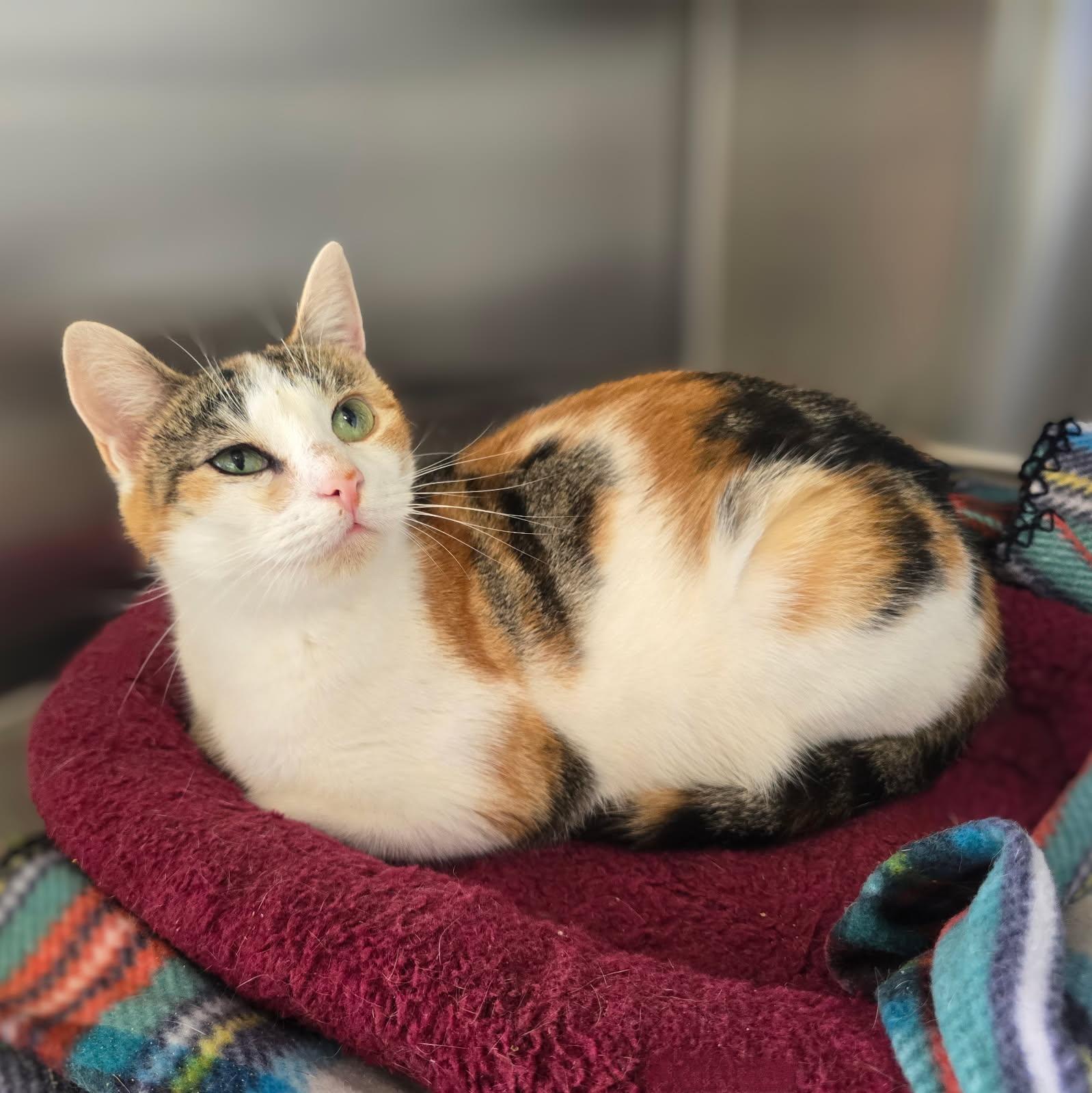 Merryweather, Adoptable, Adult Female Domestic Short Hair.