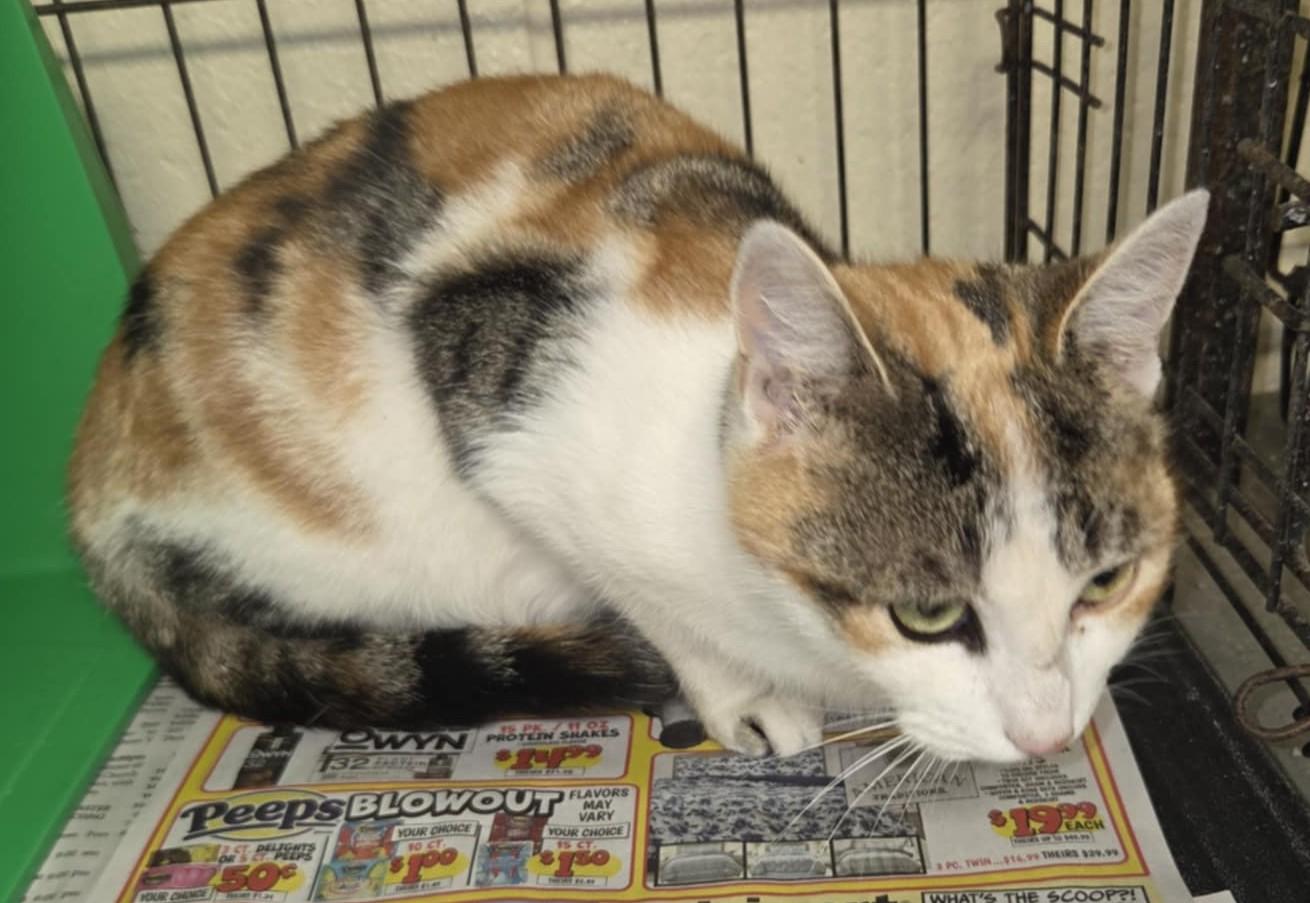 Merryweather, a Adoptable Domestic Short Hair in Warner Robins, GA image 2/3