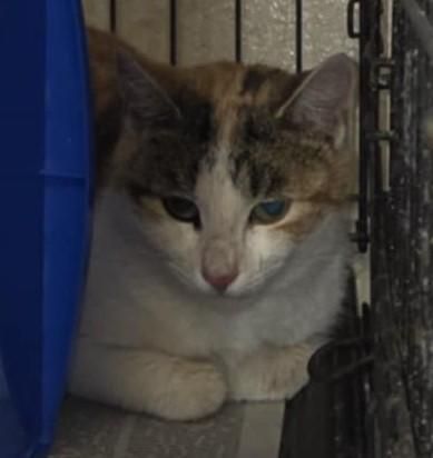 Merryweather, a Adoptable Domestic Short Hair in Warner Robins, GA image 3/3
