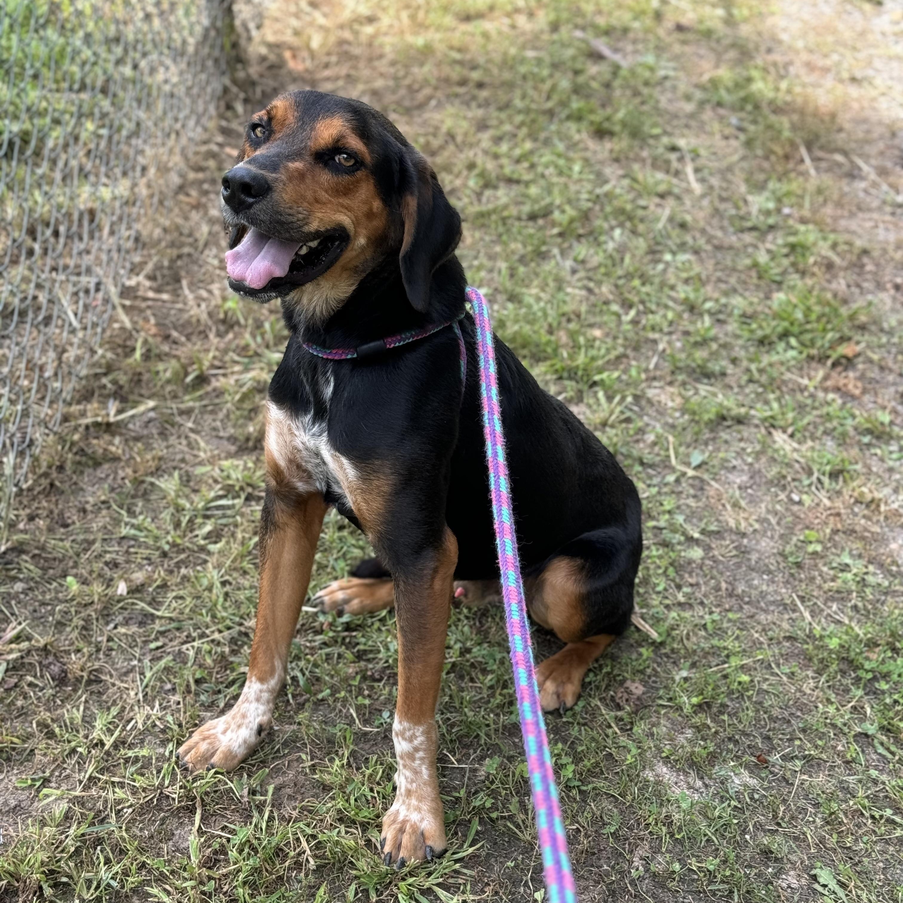 Enlarge Oliver, an adopted Black and Tan Coonhound in New Martinsville, WV image 2/4