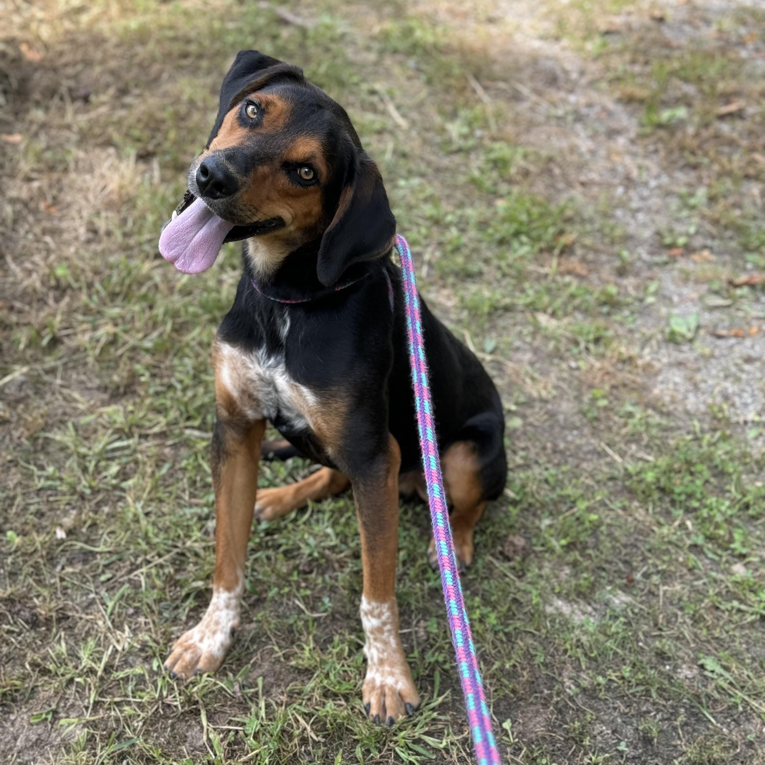 Enlarge Oliver, an adopted Black and Tan Coonhound in New Martinsville, WV image 3/4