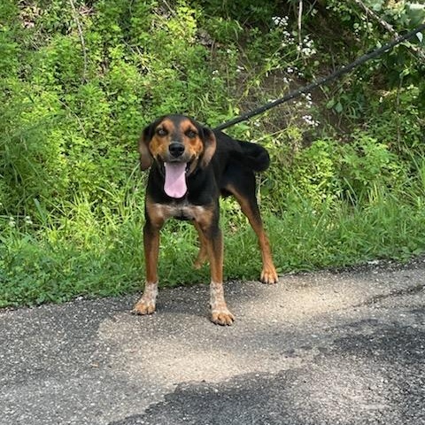 Enlarge Oliver, an adopted Black and Tan Coonhound in New Martinsville, WV image 4/4