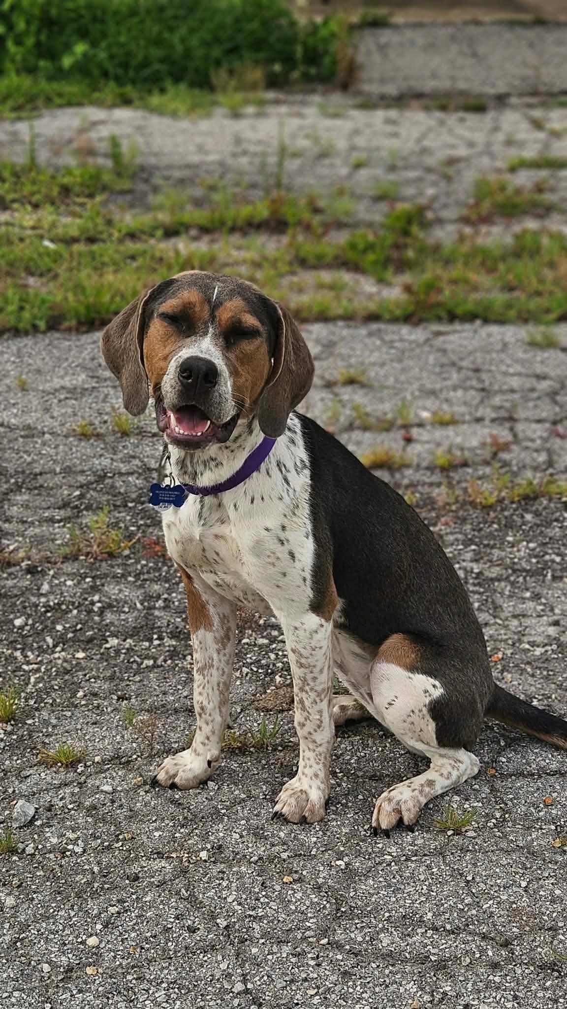 Enlarge Clancy, a Adoptable mixed breed in TULSA, OK image 1/6