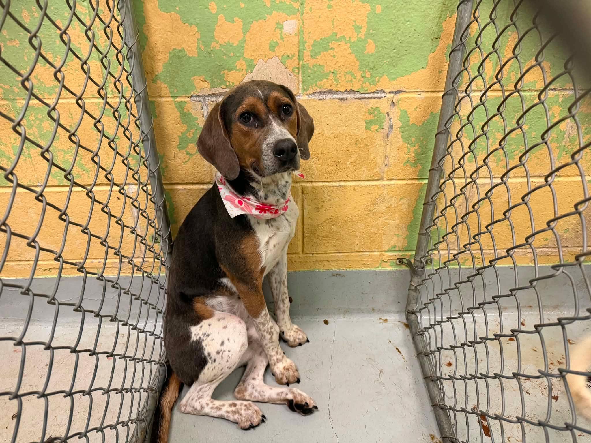 Enlarge Clancy, a Adoptable mixed breed in TULSA, OK image 2/6