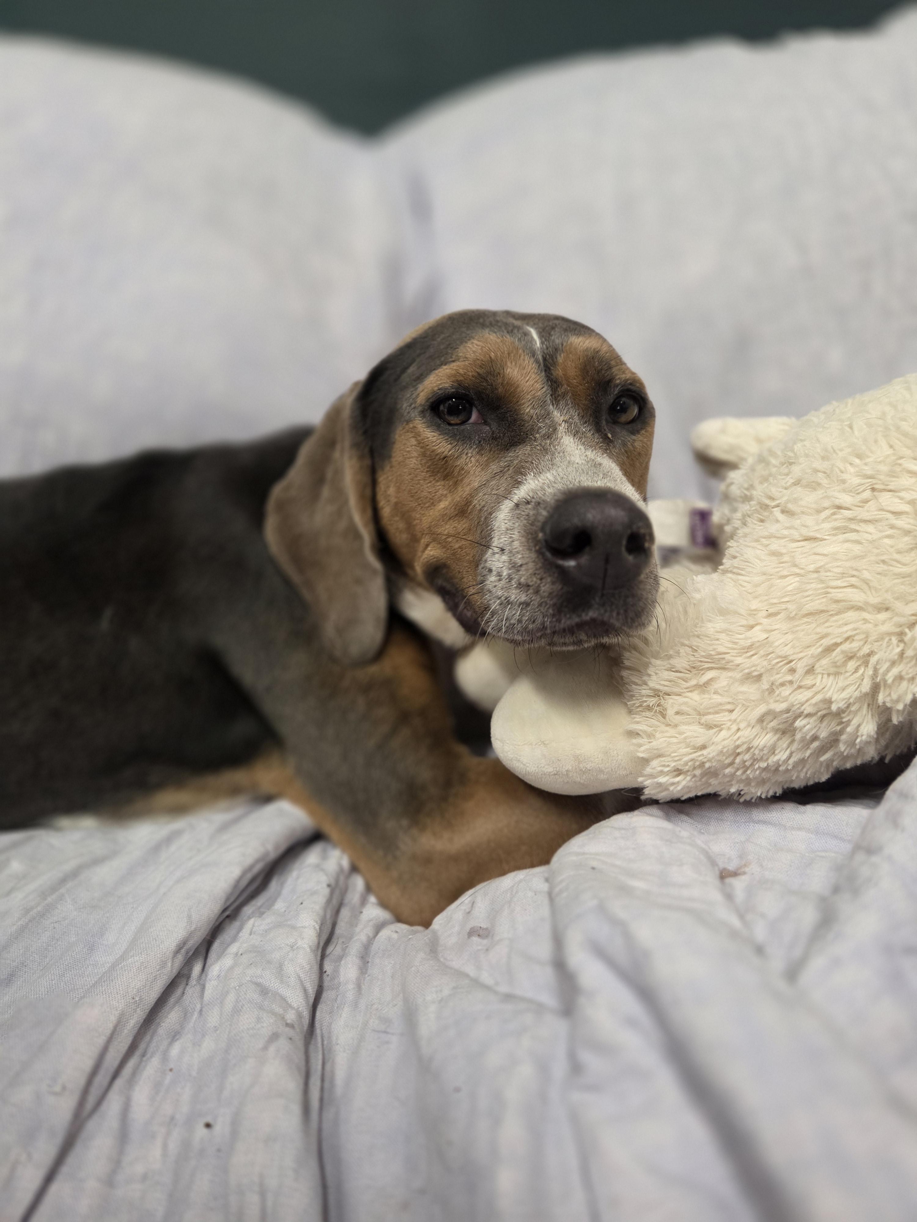 Enlarge Clancy, a Adoptable mixed breed in TULSA, OK image 3/6