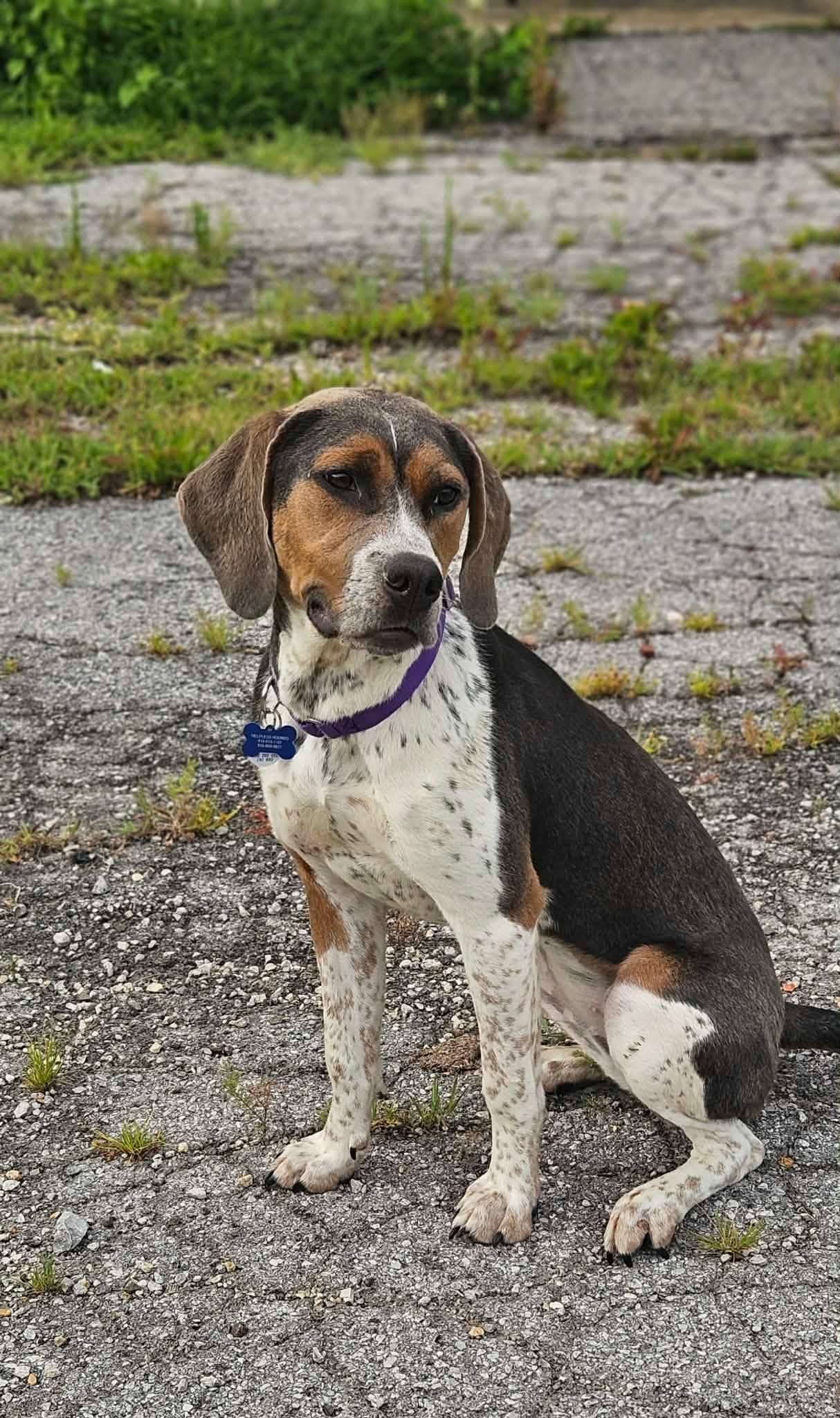 Enlarge Clancy, a Adoptable mixed breed in TULSA, OK image 4/6