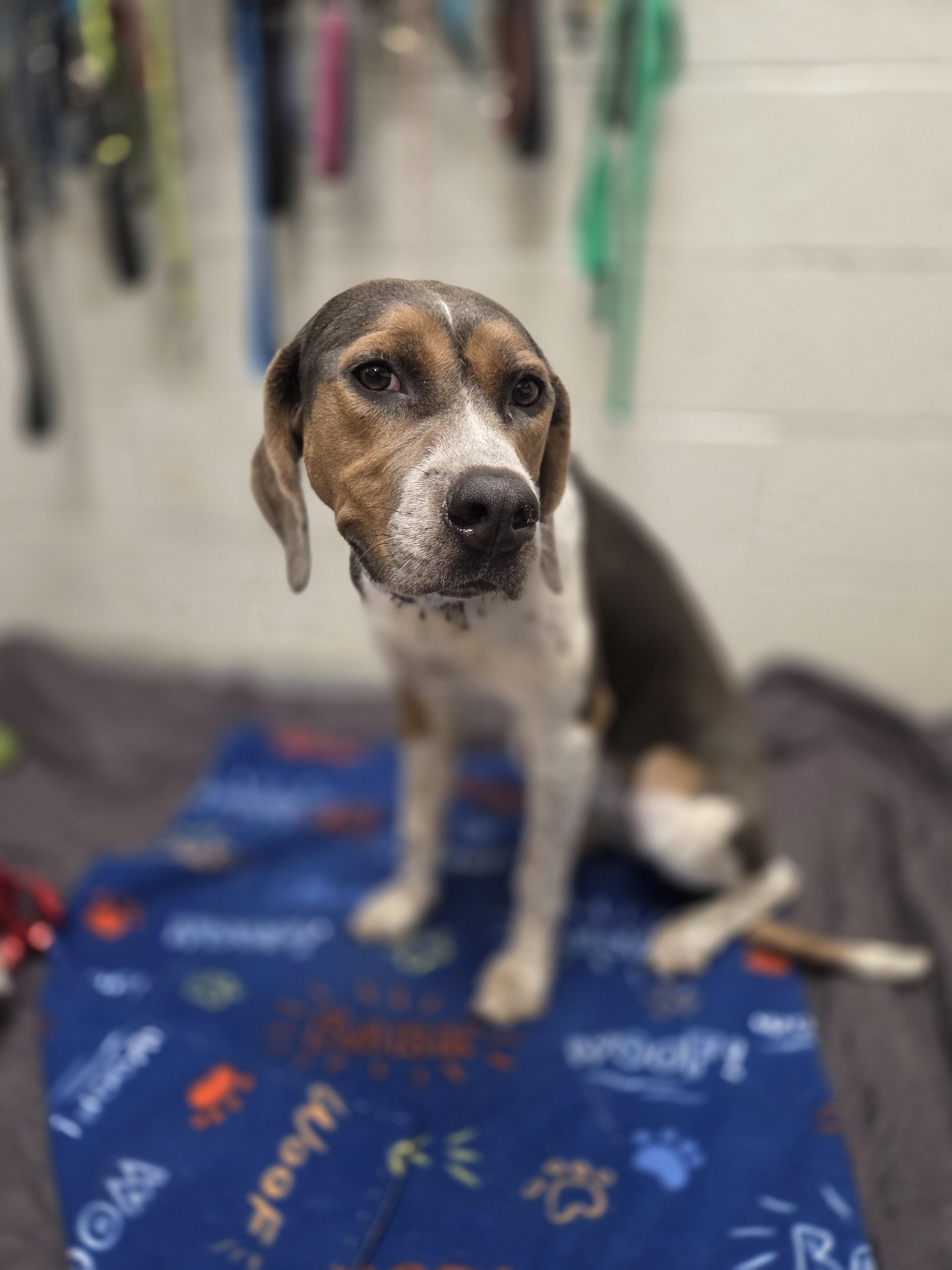 Enlarge Clancy, a Adoptable mixed breed in TULSA, OK image 5/6