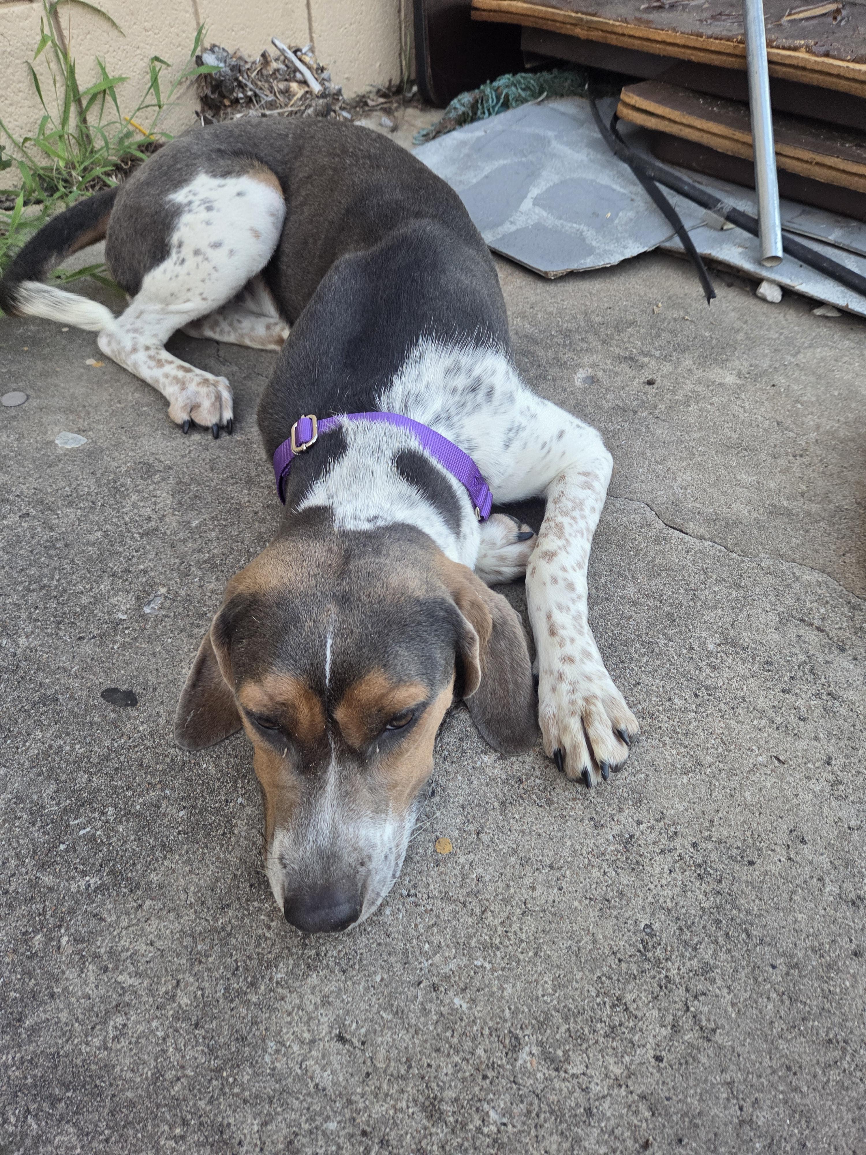 Enlarge Clancy, a Adoptable mixed breed in TULSA, OK image 6/6