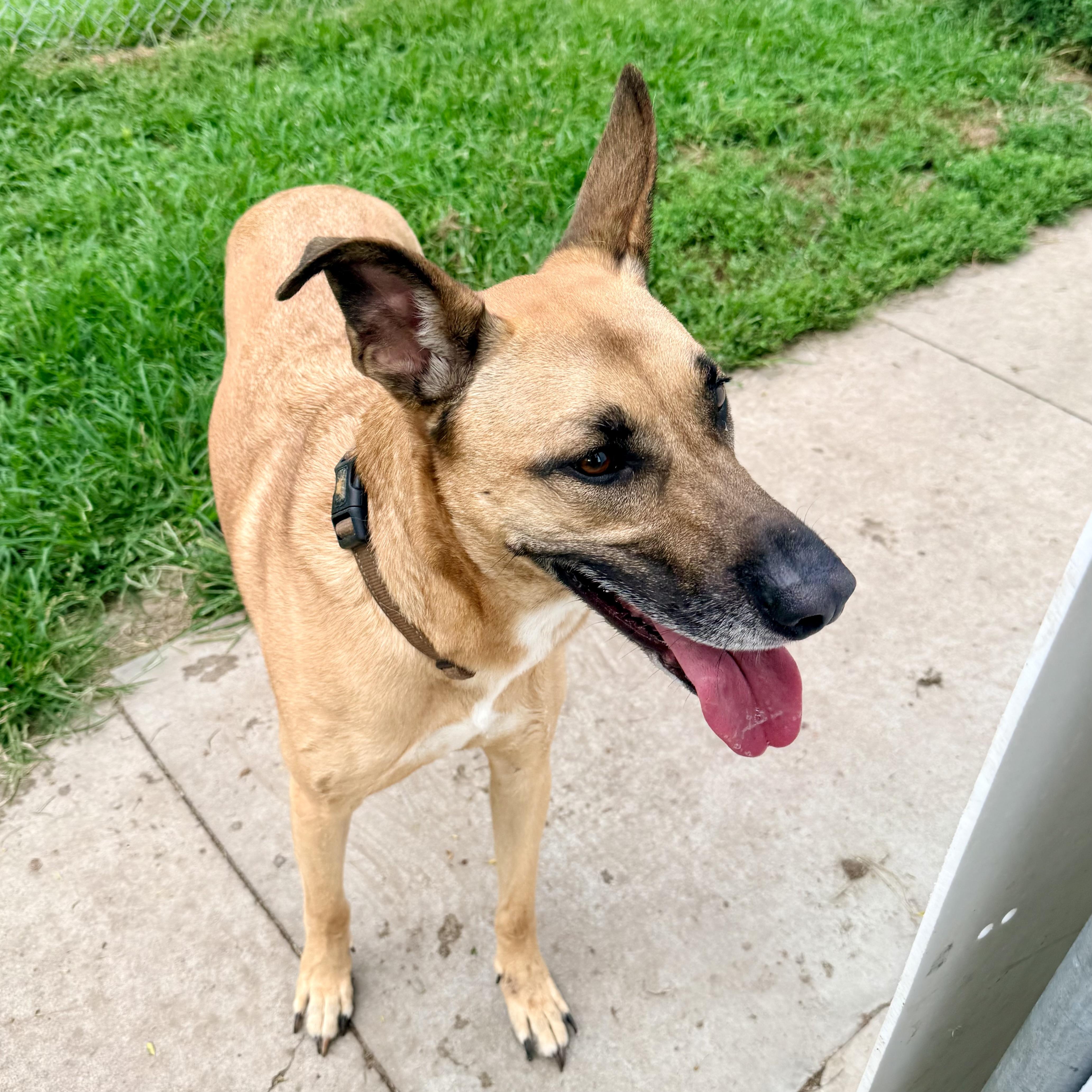 Daisy, a ADOPTABLE mixed breed in Albany, MO image 4/6