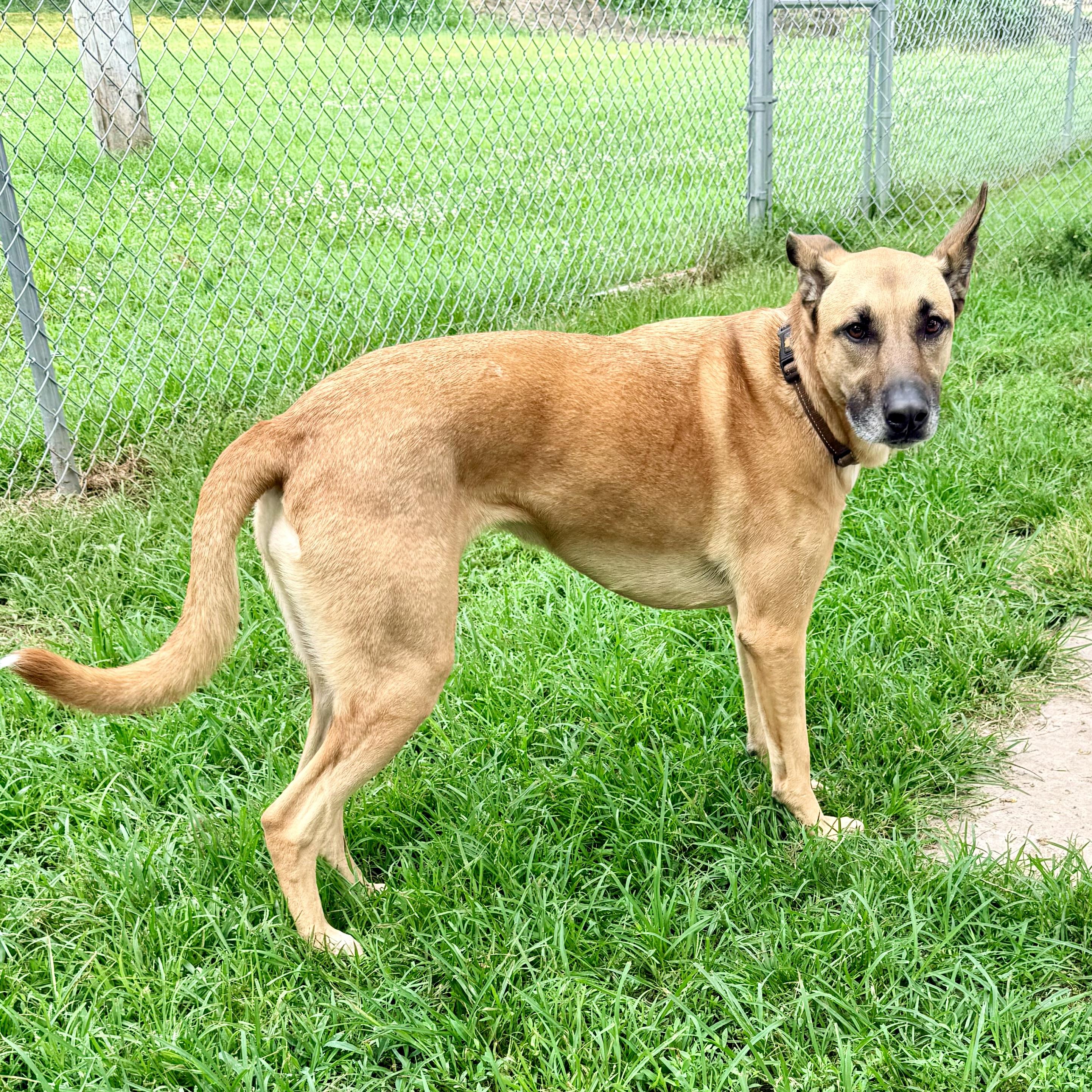 Daisy, a ADOPTABLE mixed breed in Albany, MO image 3/6