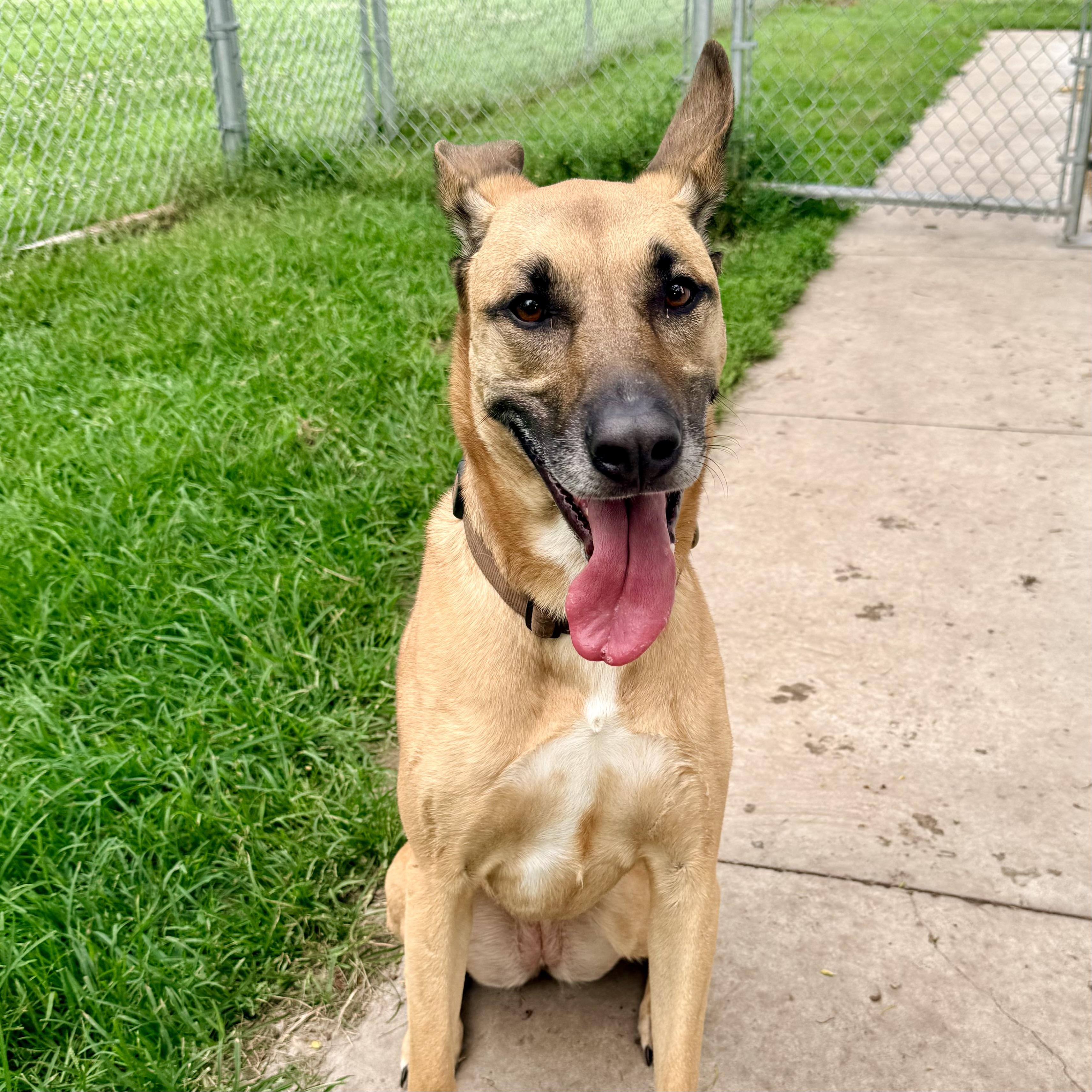 Daisy, a ADOPTABLE mixed breed in Albany, MO image 5/6