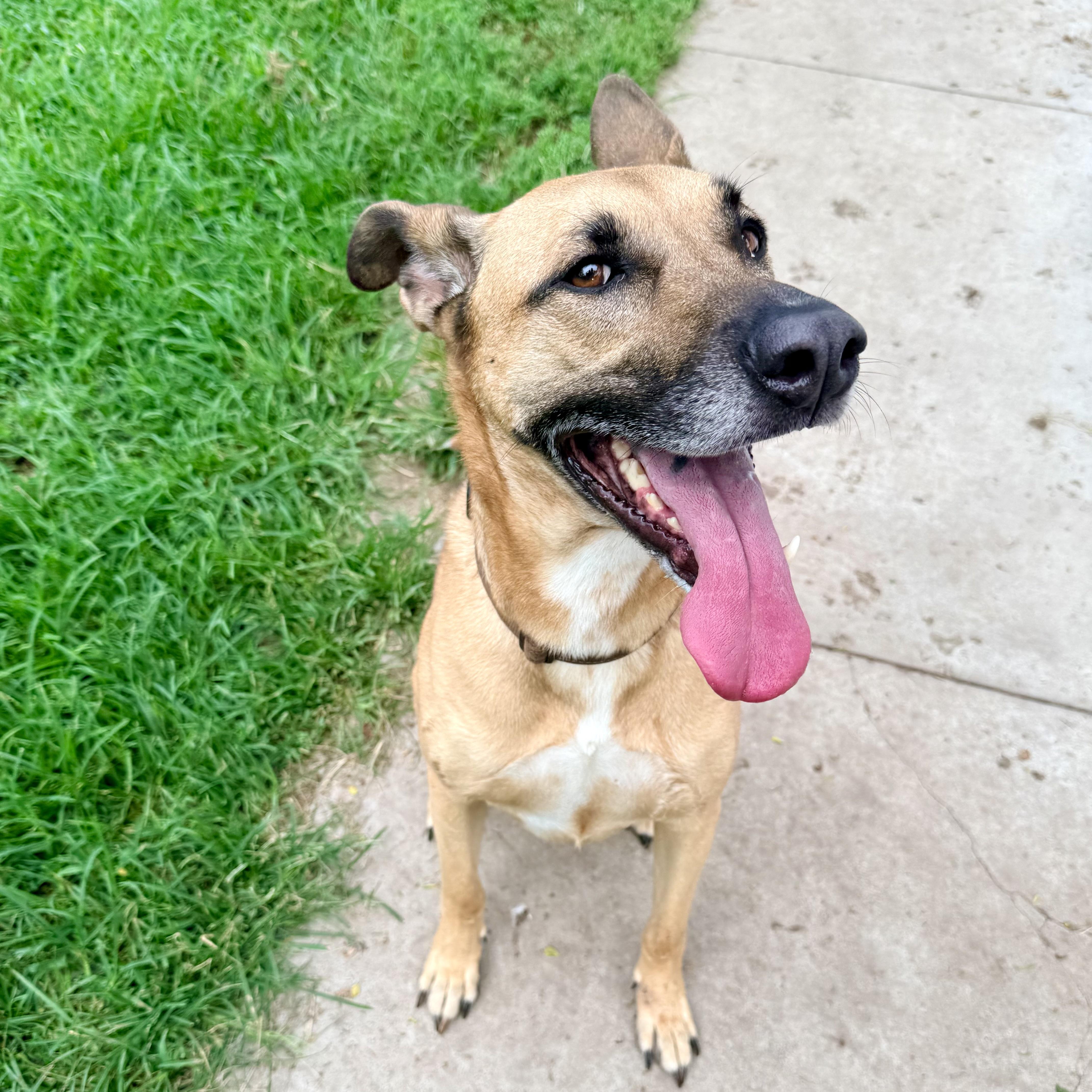 Daisy, a ADOPTABLE mixed breed in Albany, MO image 2/6