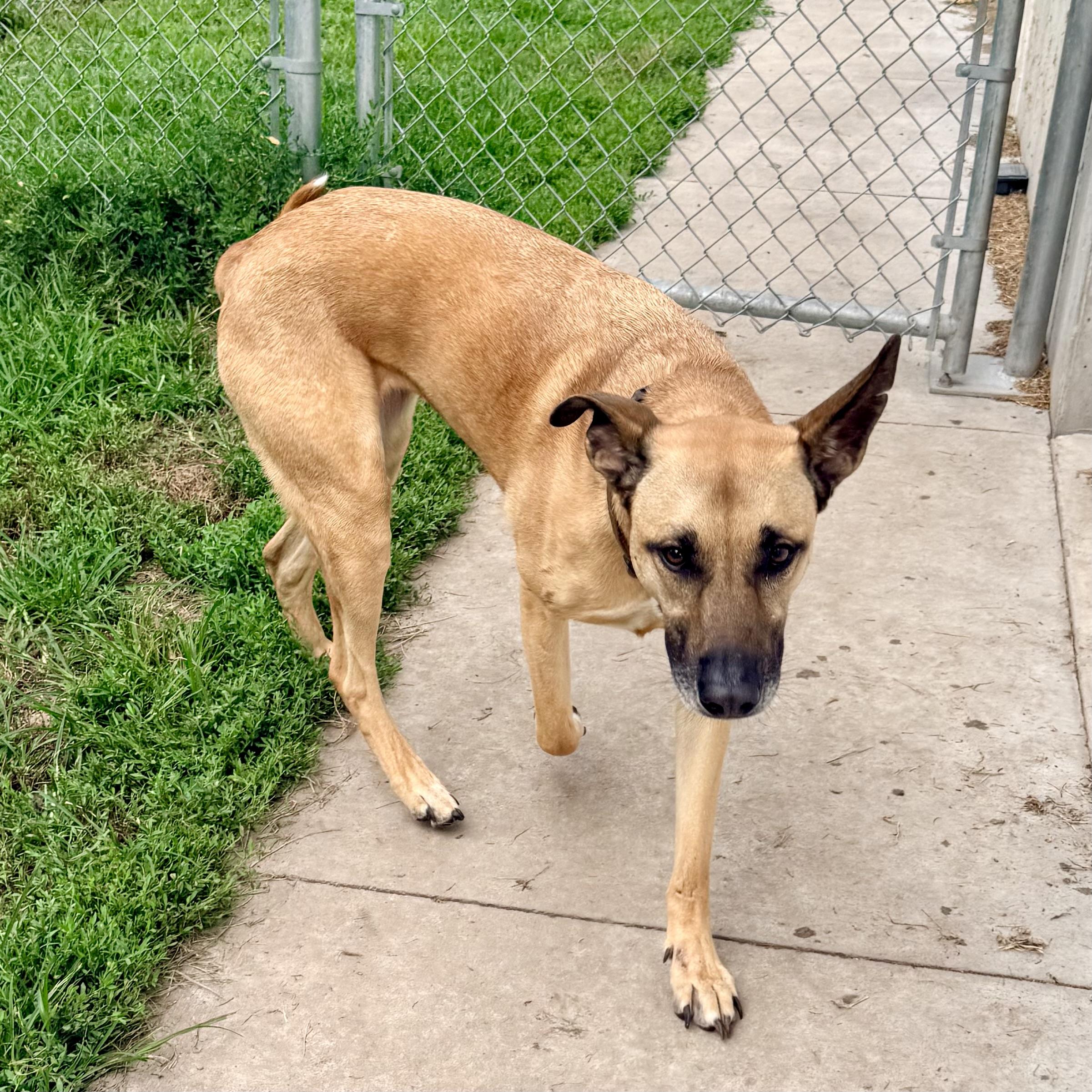 Daisy, ADOPTABLE, Adult Female German Shepherd Dog & Boxer.