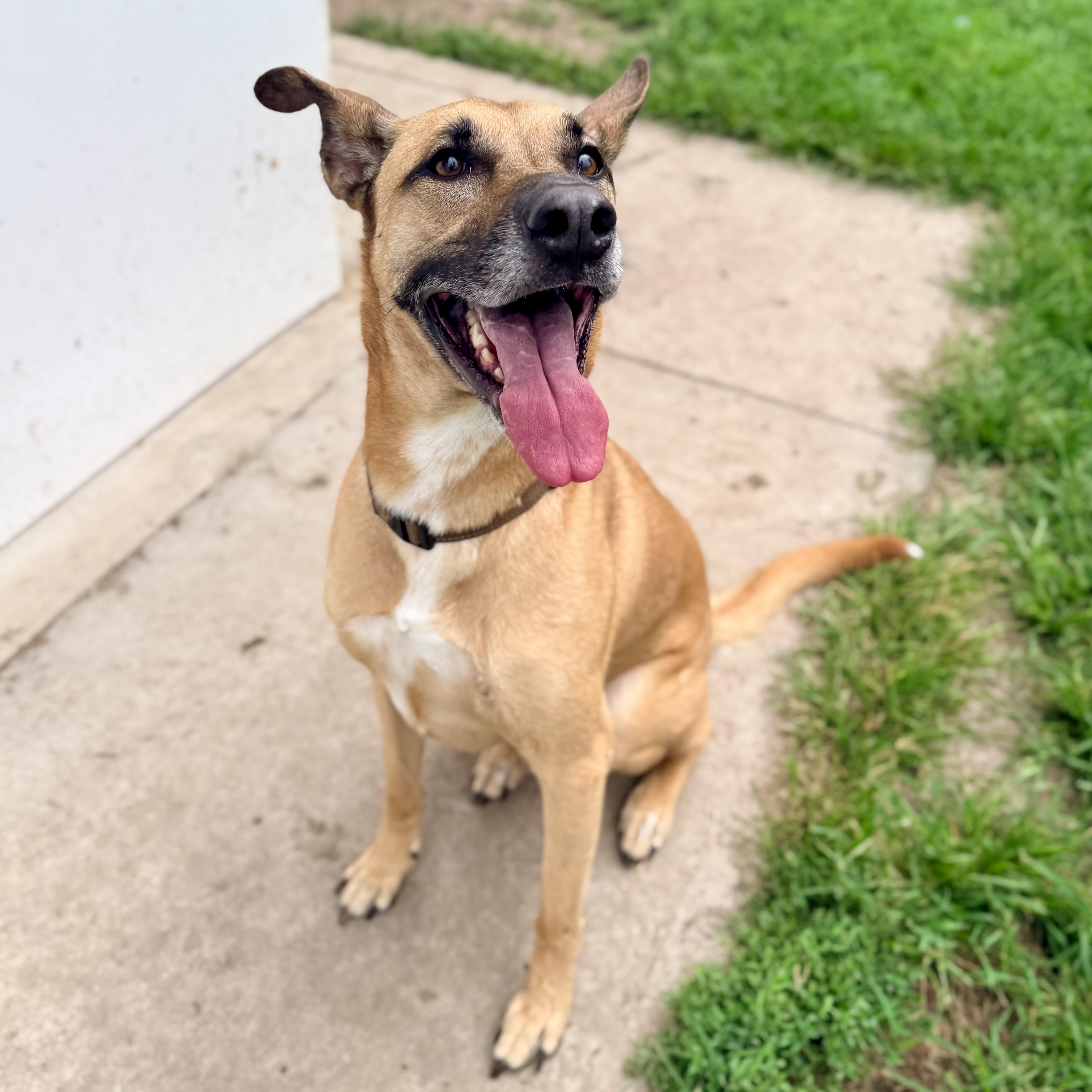 Daisy, a ADOPTABLE mixed breed in Albany, MO image 6/6