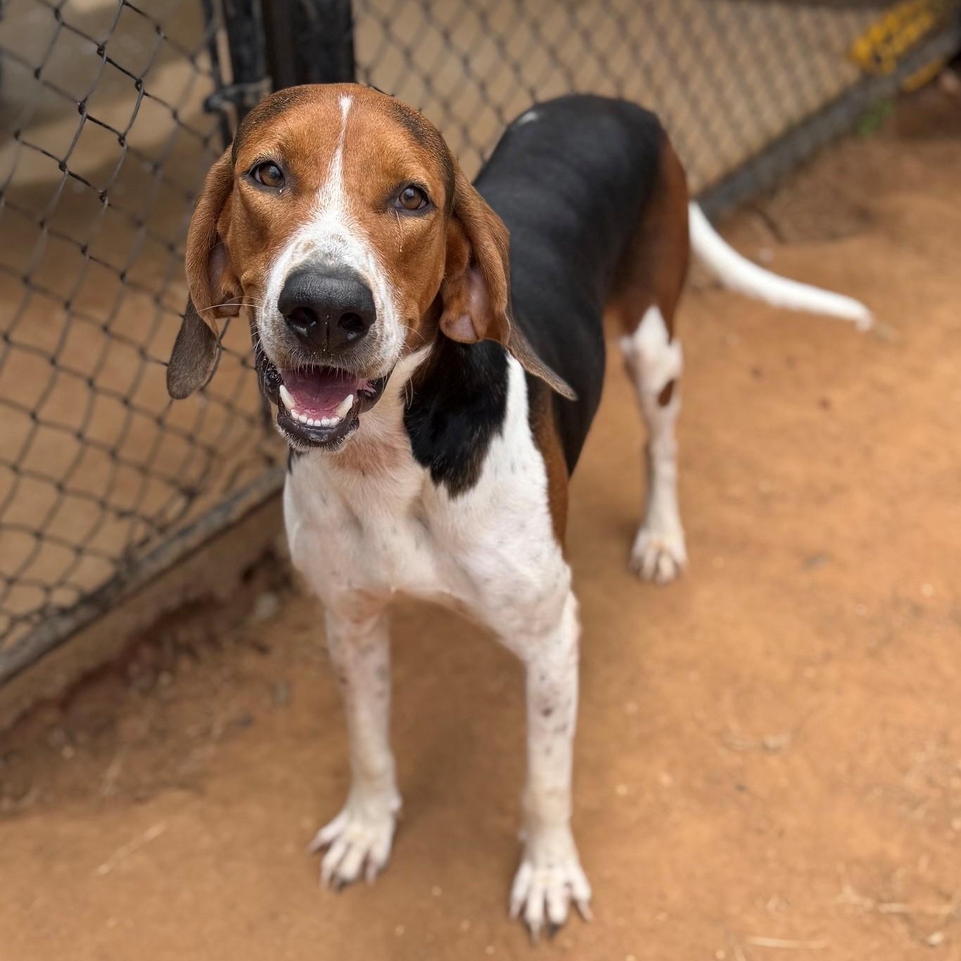 Banjo, ADOPTABLE, Adult Male Hound.