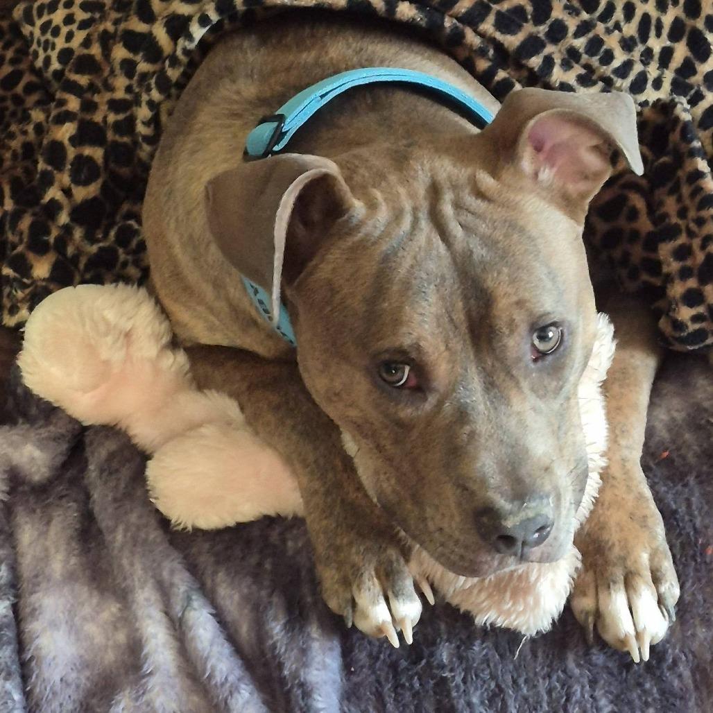 Enlarge Scooby, a Adoptable mixed breed in Smithville, TN image 1/1