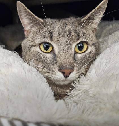 Milo, Adoptable, Adult Male Domestic Short Hair & Domestic Short Hair.