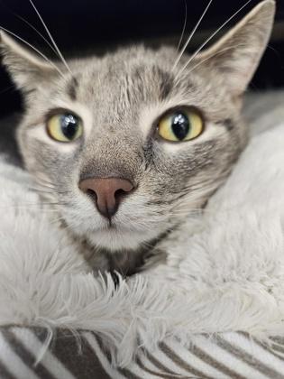 Enlarge Milo, a Adoptable mixed breed in Scotia, NY image 2/2