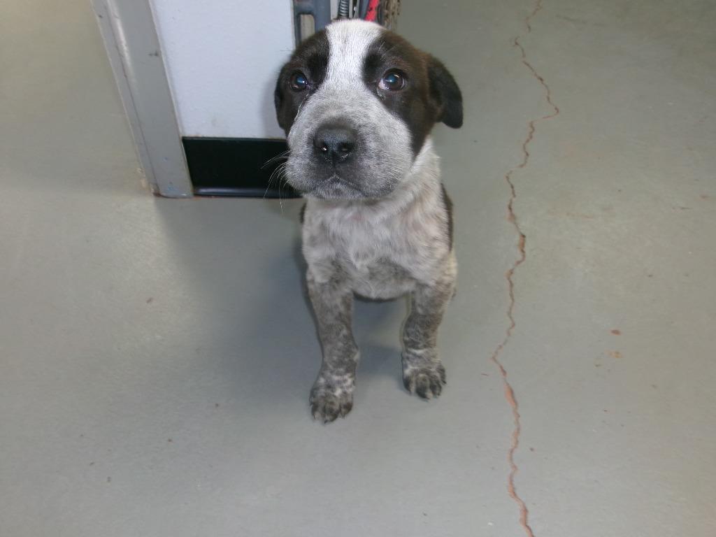 Enlarge Axel, a Adoptable Pit Bull Terrier in Winslow, AZ image 1/1