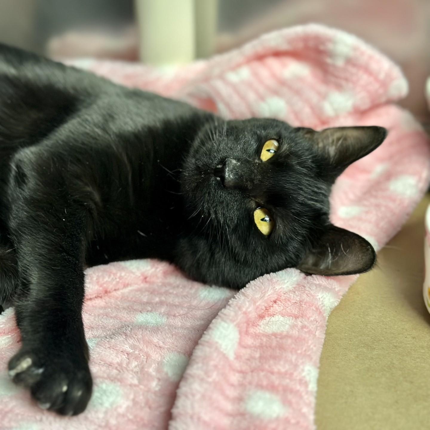 Enlarge Daisy , an adopted Domestic Short Hair in Manahawkin, NJ image 2/3