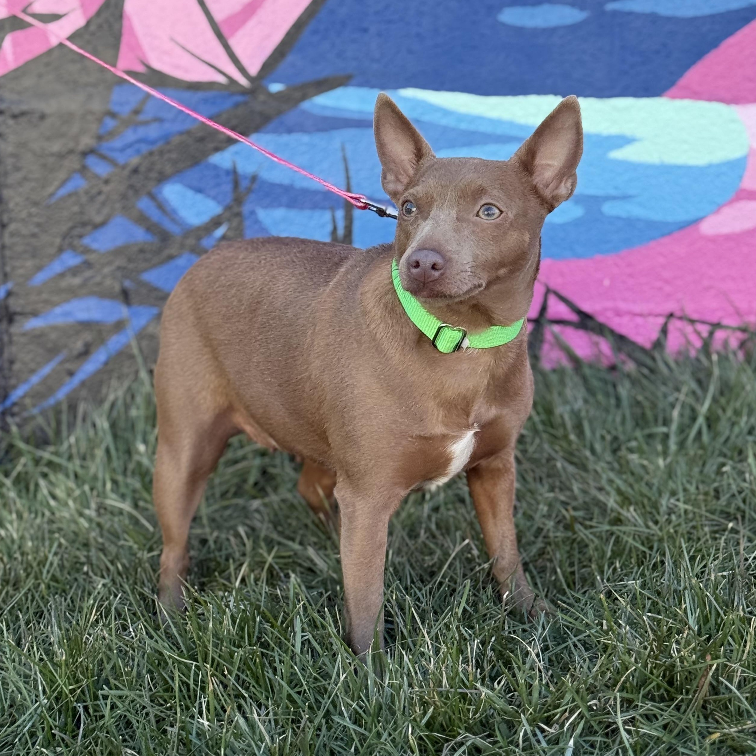 Mindy, a ADOPTABLE Miniature Pinscher in Lexington, NC image 1/5