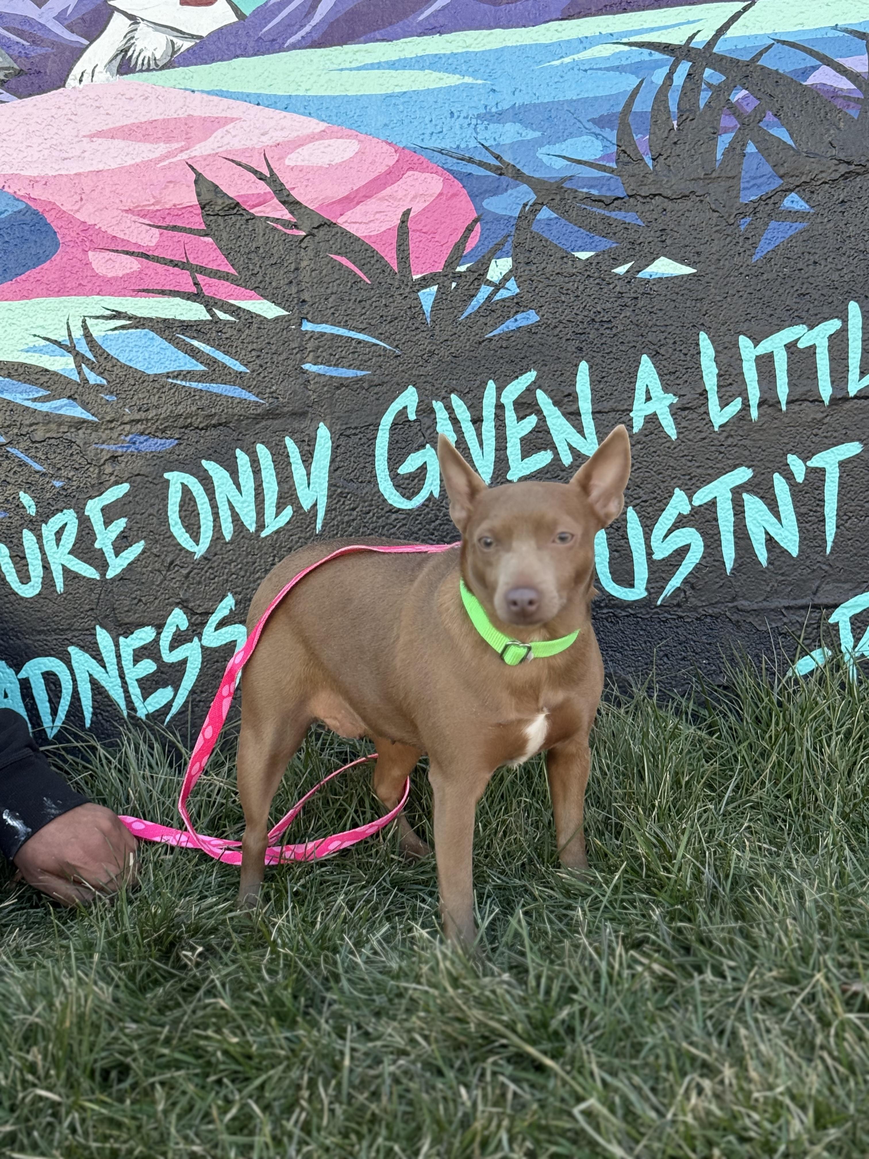 Mindy, a ADOPTABLE Miniature Pinscher in Lexington, NC image 4/5