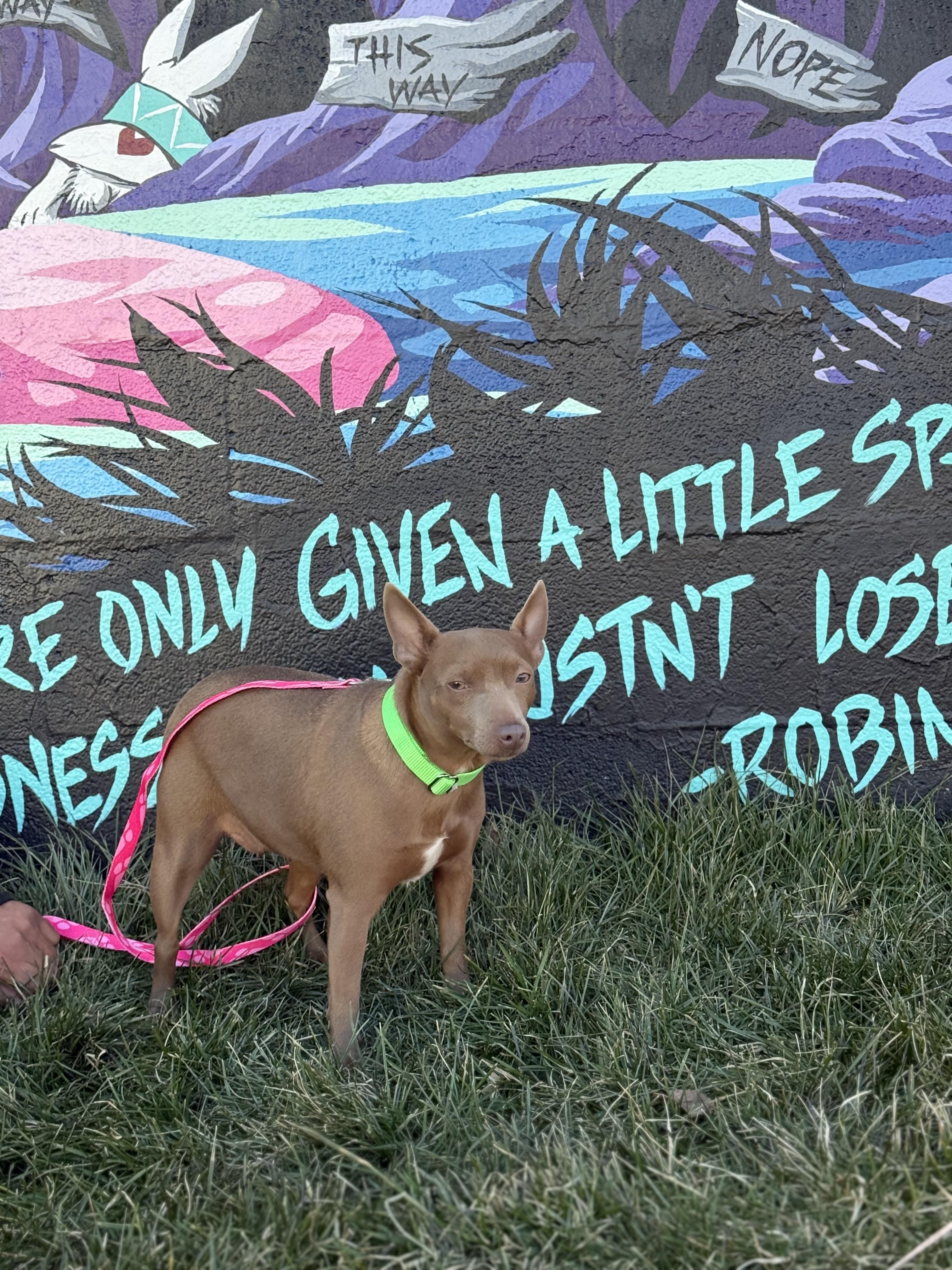 Mindy, a ADOPTABLE Miniature Pinscher in Lexington, NC image 2/5