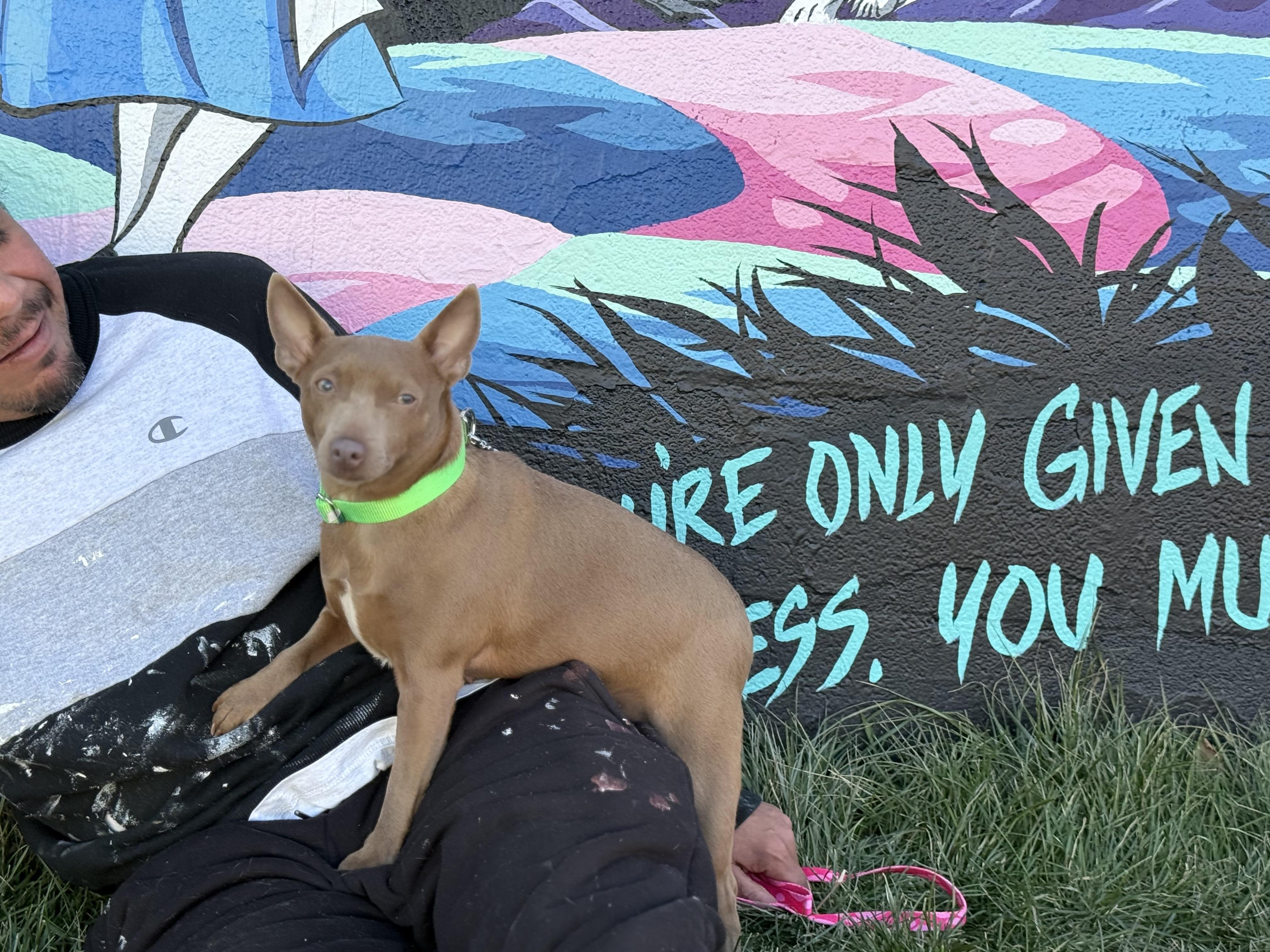 Mindy, a ADOPTABLE Miniature Pinscher in Lexington, NC image 5/5