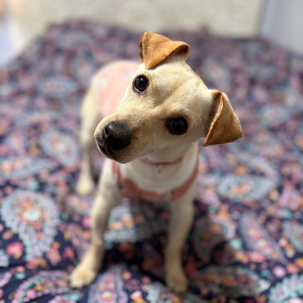 Enlarge Holly, a Adoptable mixed breed in Riverside, CA image 1/4