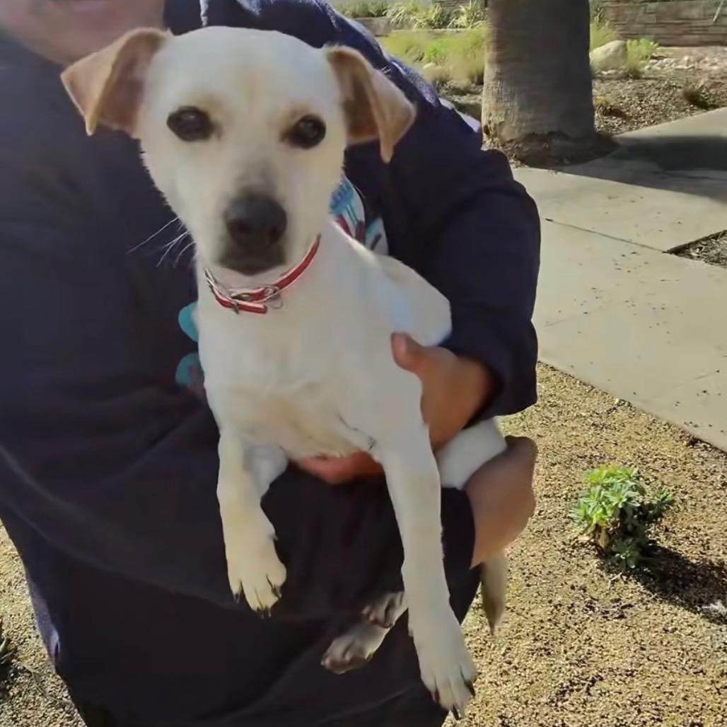 Enlarge Holly, a Adoptable mixed breed in Riverside, CA image 2/4