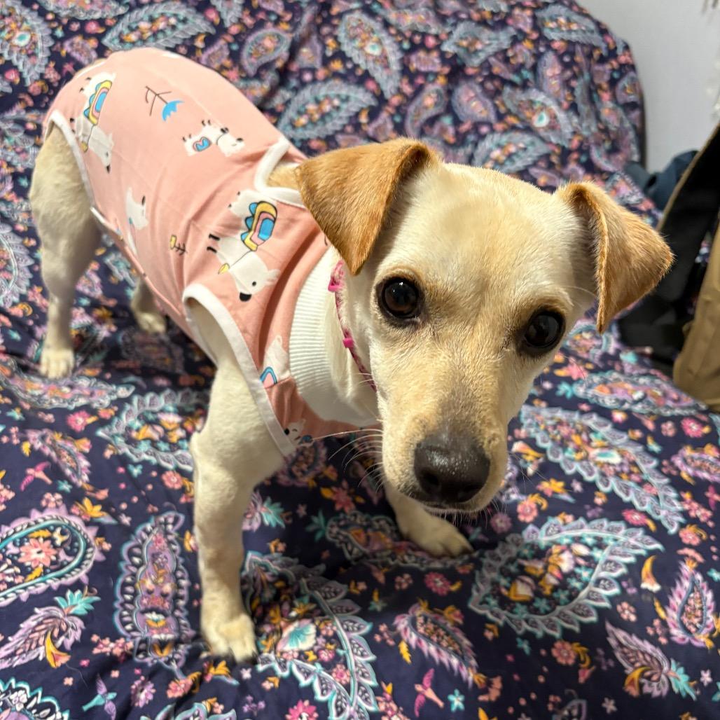 Enlarge Holly, a Adoptable mixed breed in Riverside, CA image 3/4