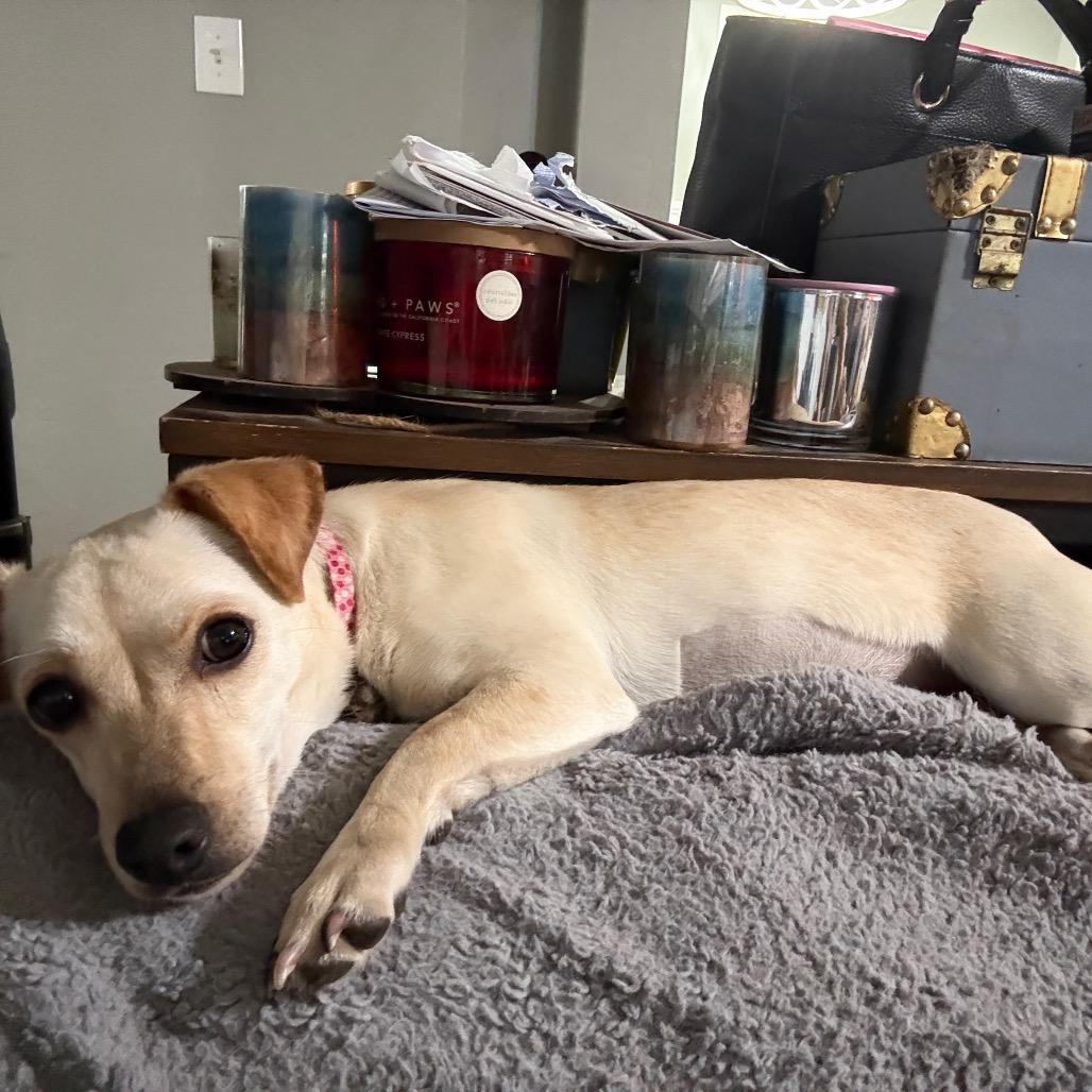 Enlarge Holly, a Adoptable mixed breed in Riverside, CA image 4/4