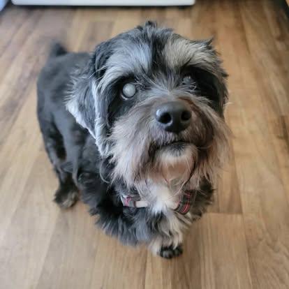 Shaggy, Adoptable, Senior Male Schnauzer.