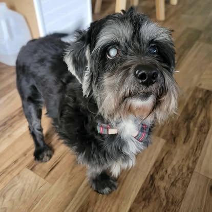 Shaggy, a Adoptable mixed breed in Brooks, ME image 2/2