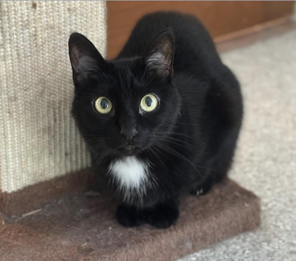 Enlarge Bella & Lucy, a Adoptable Domestic Short Hair in Cincinnati , OH image 4/6